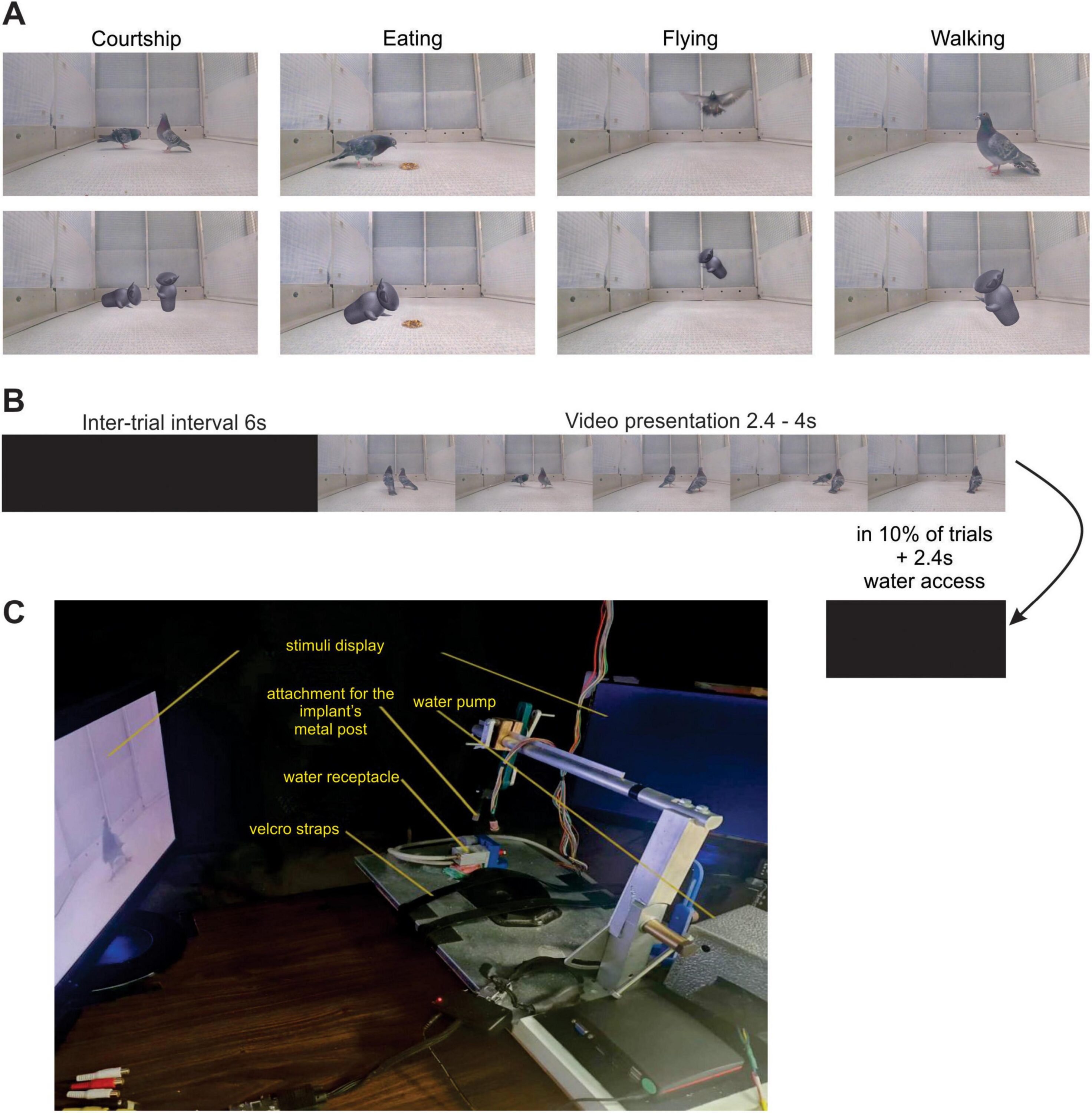 Experimental setup and visual stimuli used in the pigeon neural-recording study