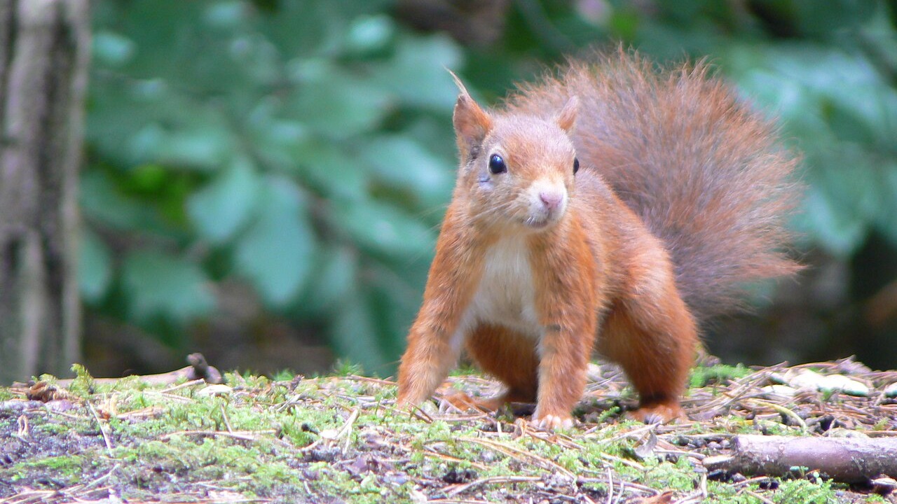 Eurasian red squirrel in woodland at Formby, England