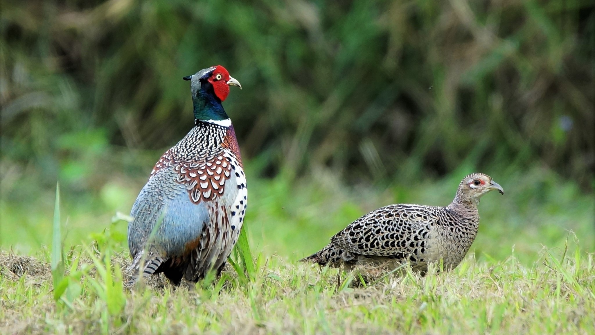 Wild Formosan ring-necked pheasant in eastern Taiwan
