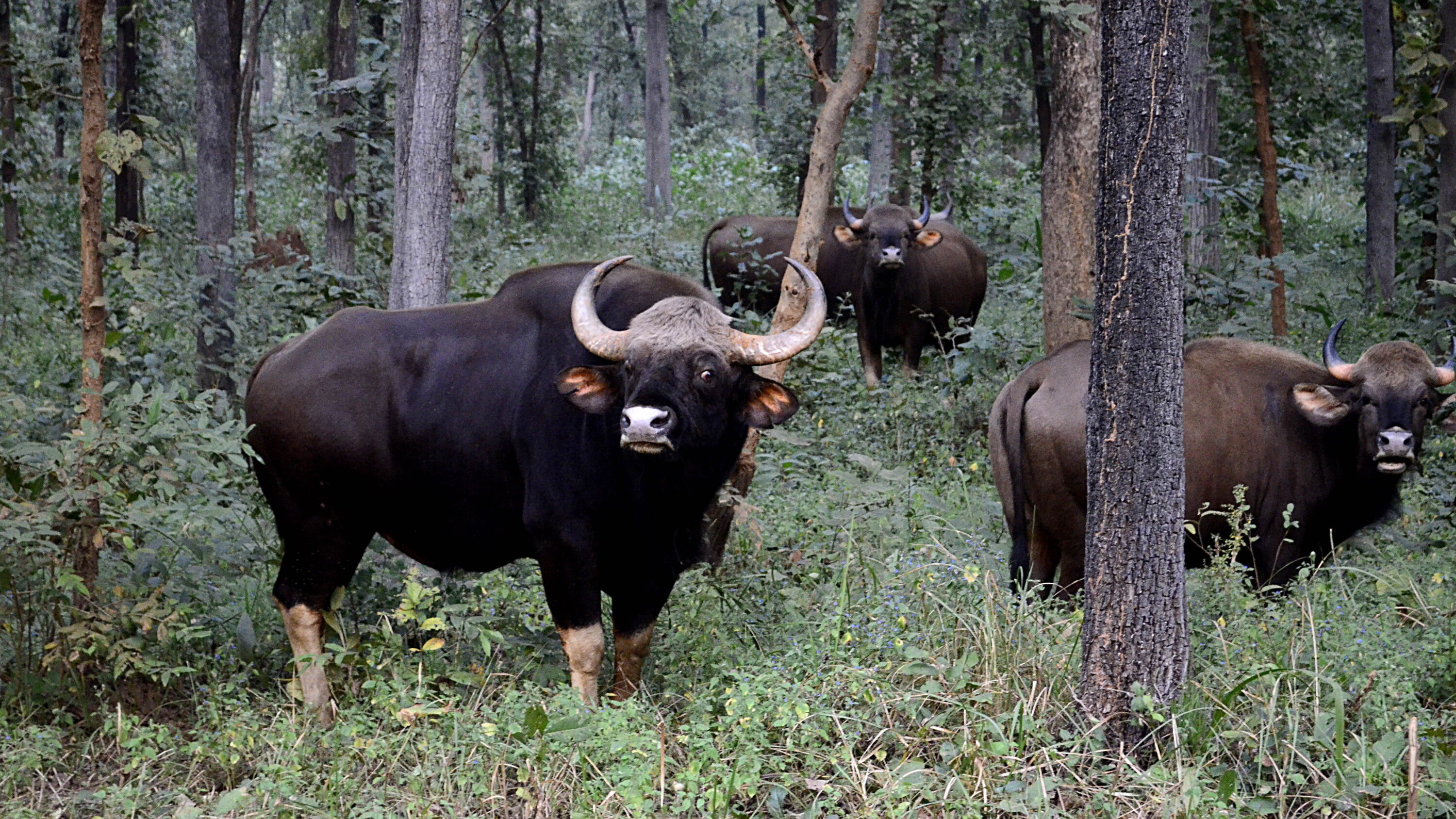 Wild gaur herd standing in forest in Maharashtra, India