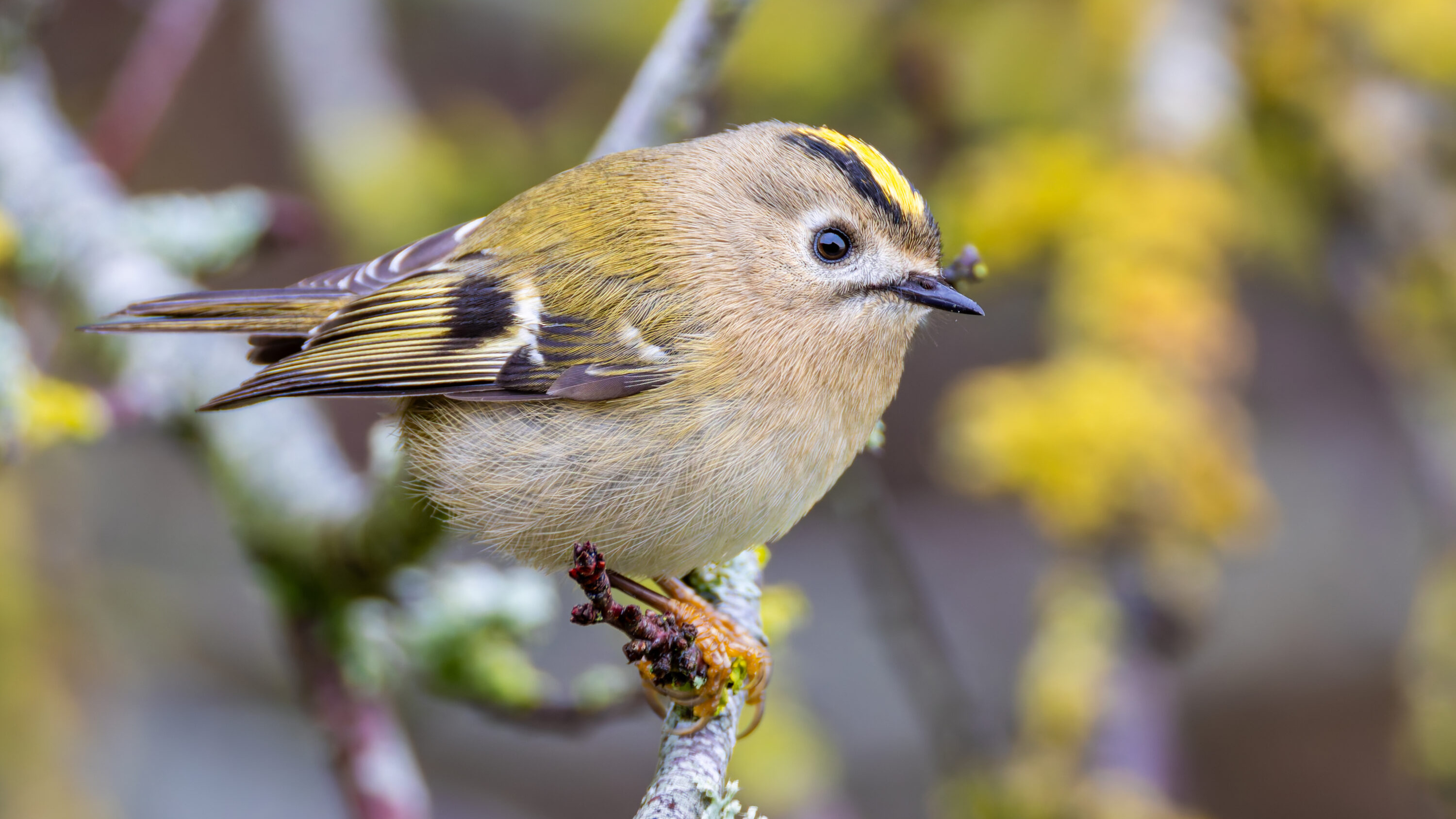 Goldcrest perched on a branch