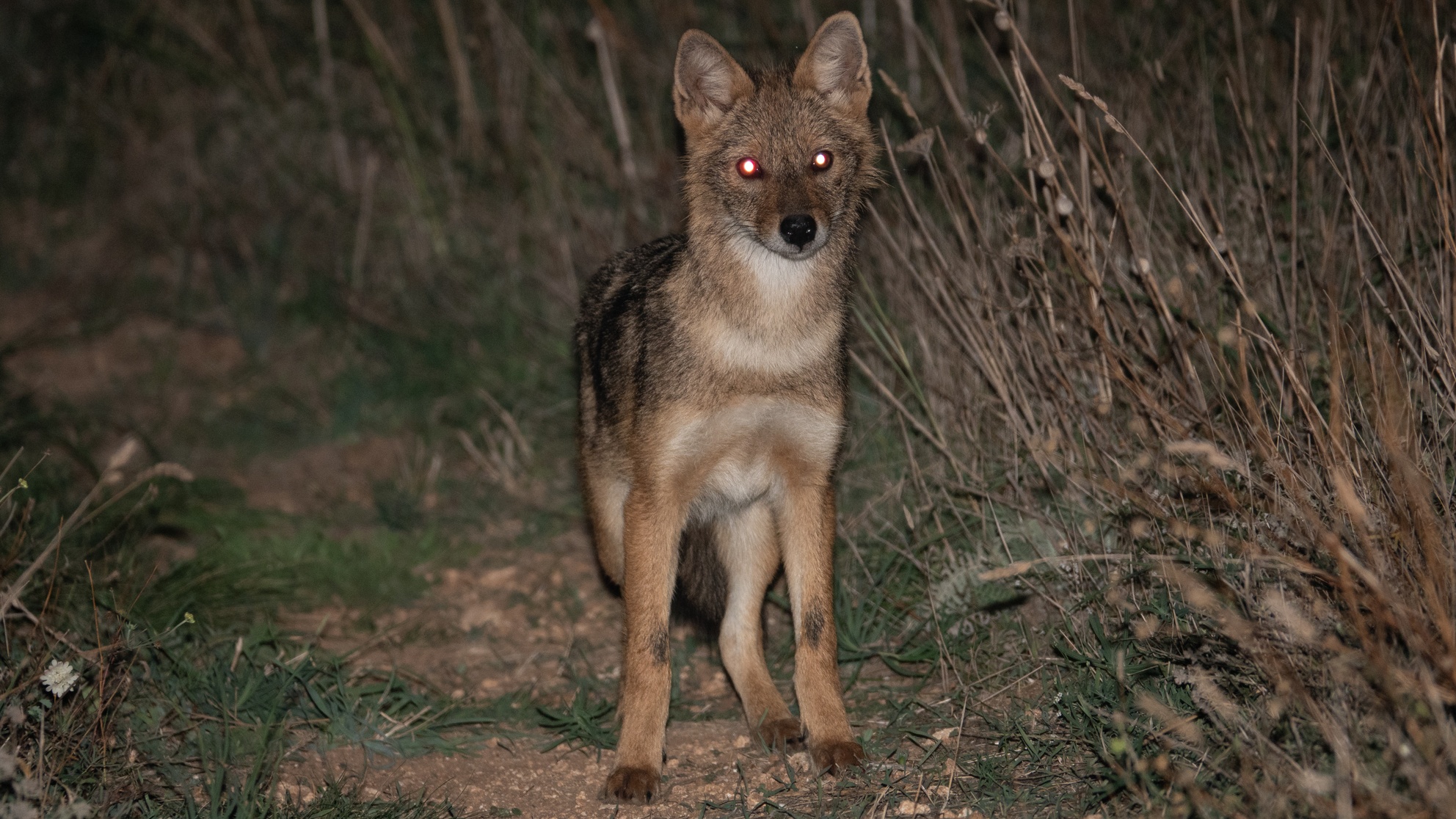 Golden jackal photographed at night in northeastern Bulgaria