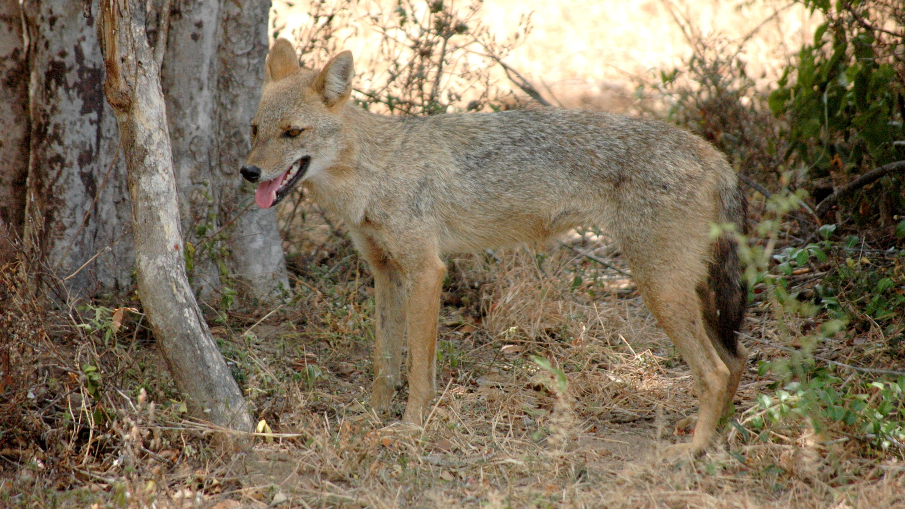 Golden jackal standing beside a tree