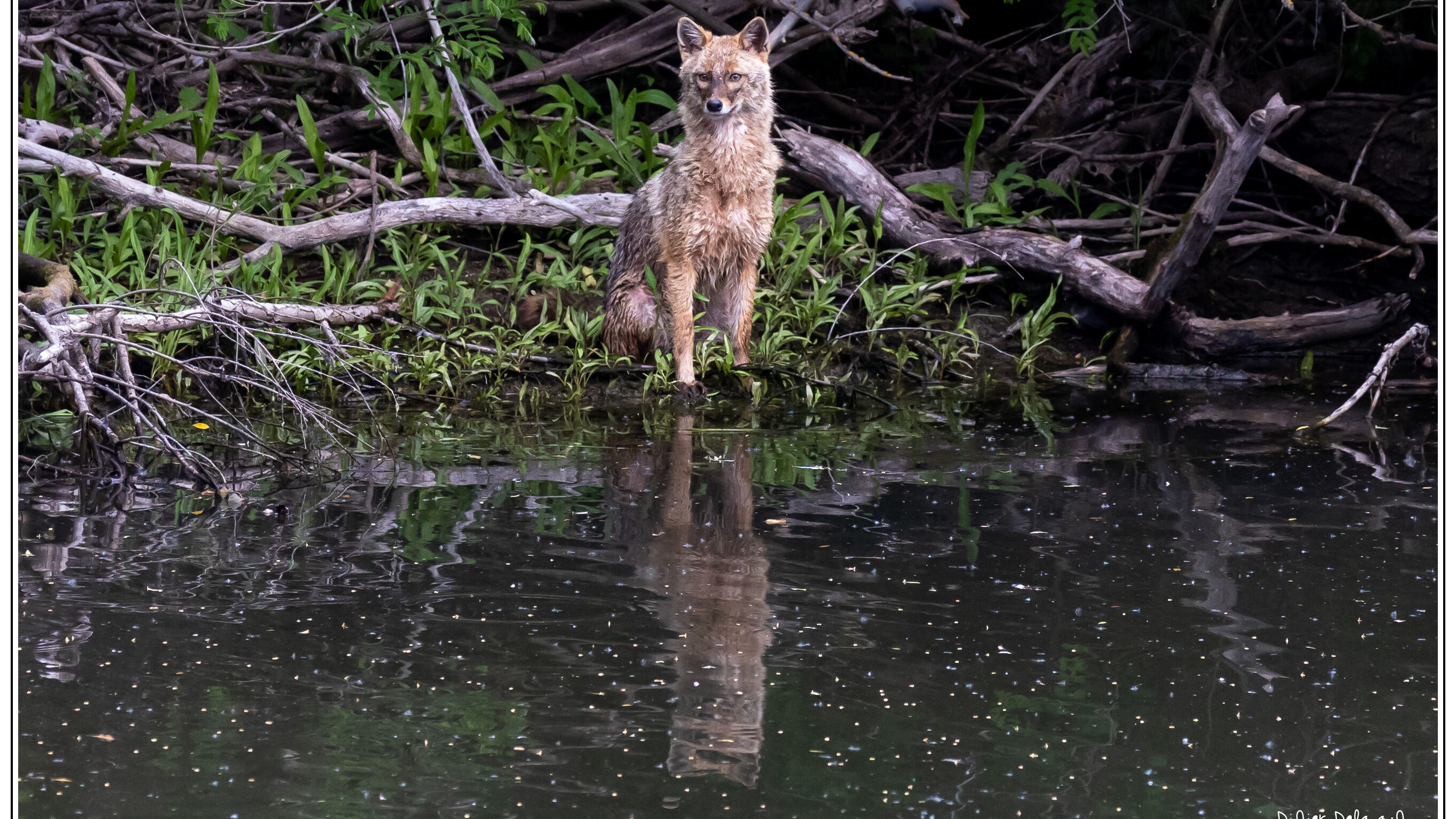 Golden jackal sitting in natural habitat