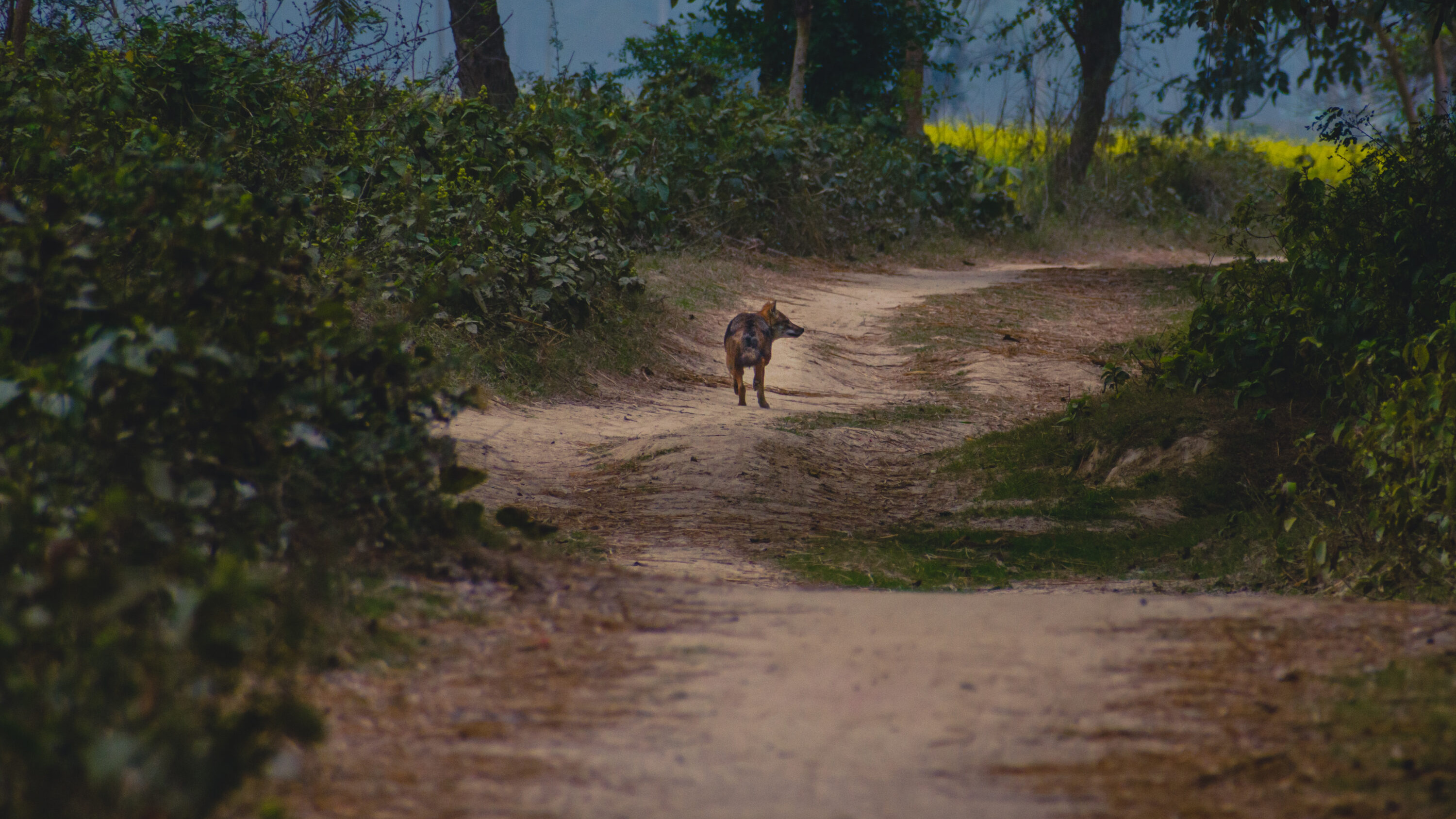 Wild golden jackal standing in natural habitat
