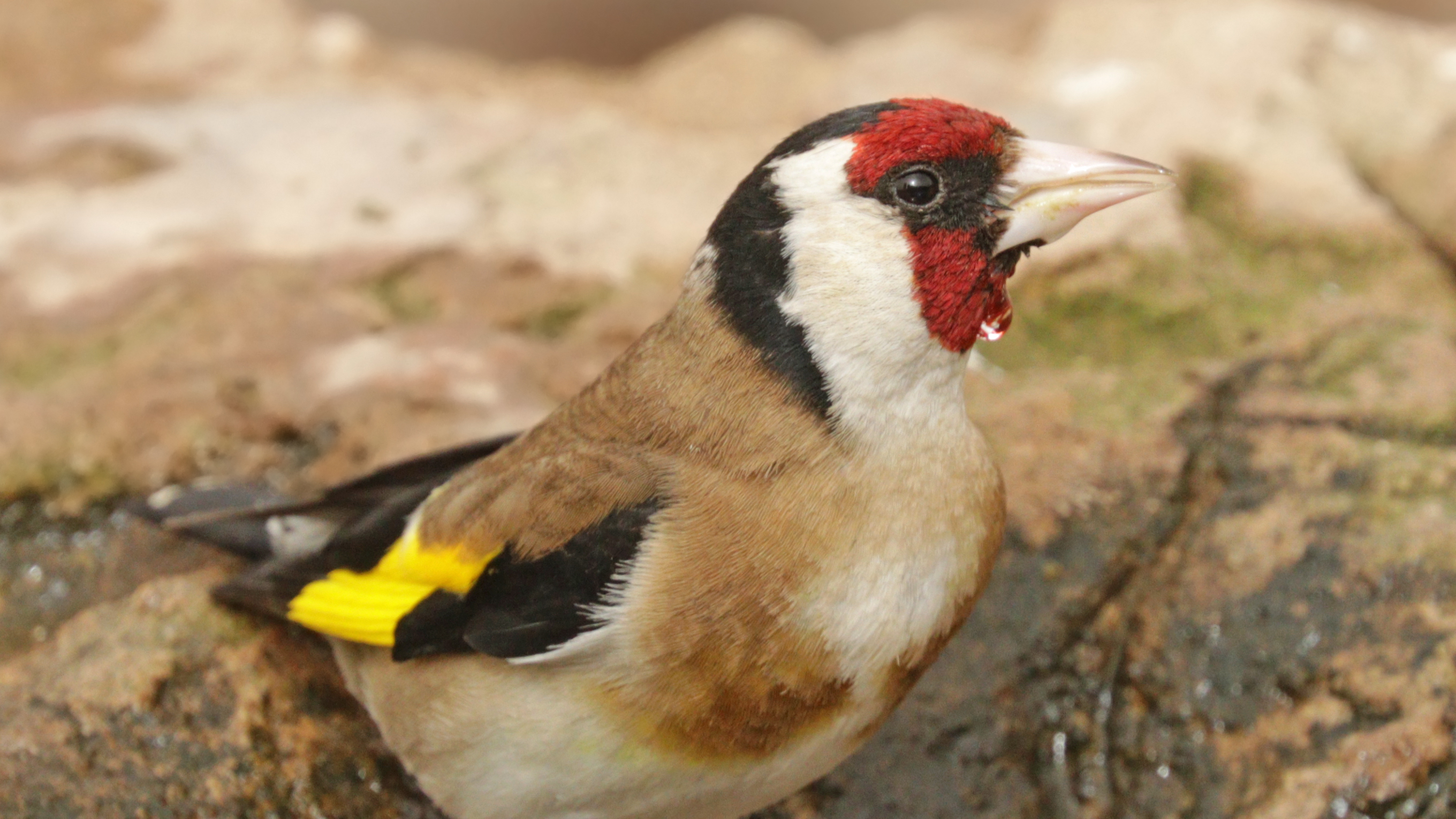 European goldfinch with a drop of water on its red face