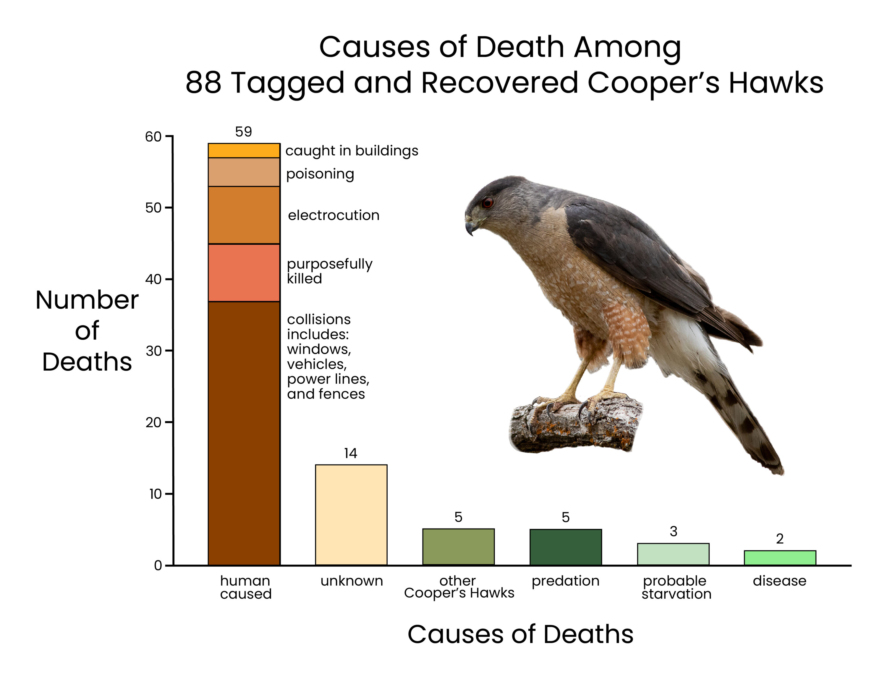 Bar chart showing causes of death among 88 tagged and recovered Cooper's hawks in Albuquerque