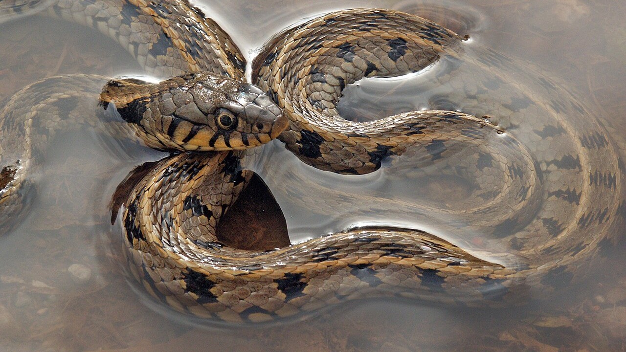 Grass snake coiled in shallow water