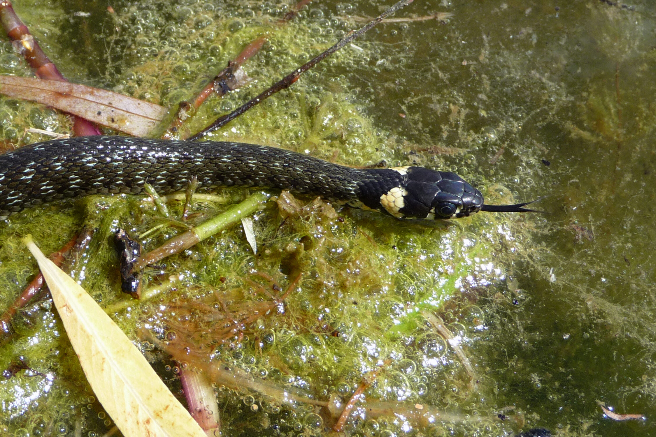 Grass snake moving through a wetland in Ukraine with its head unobstructed