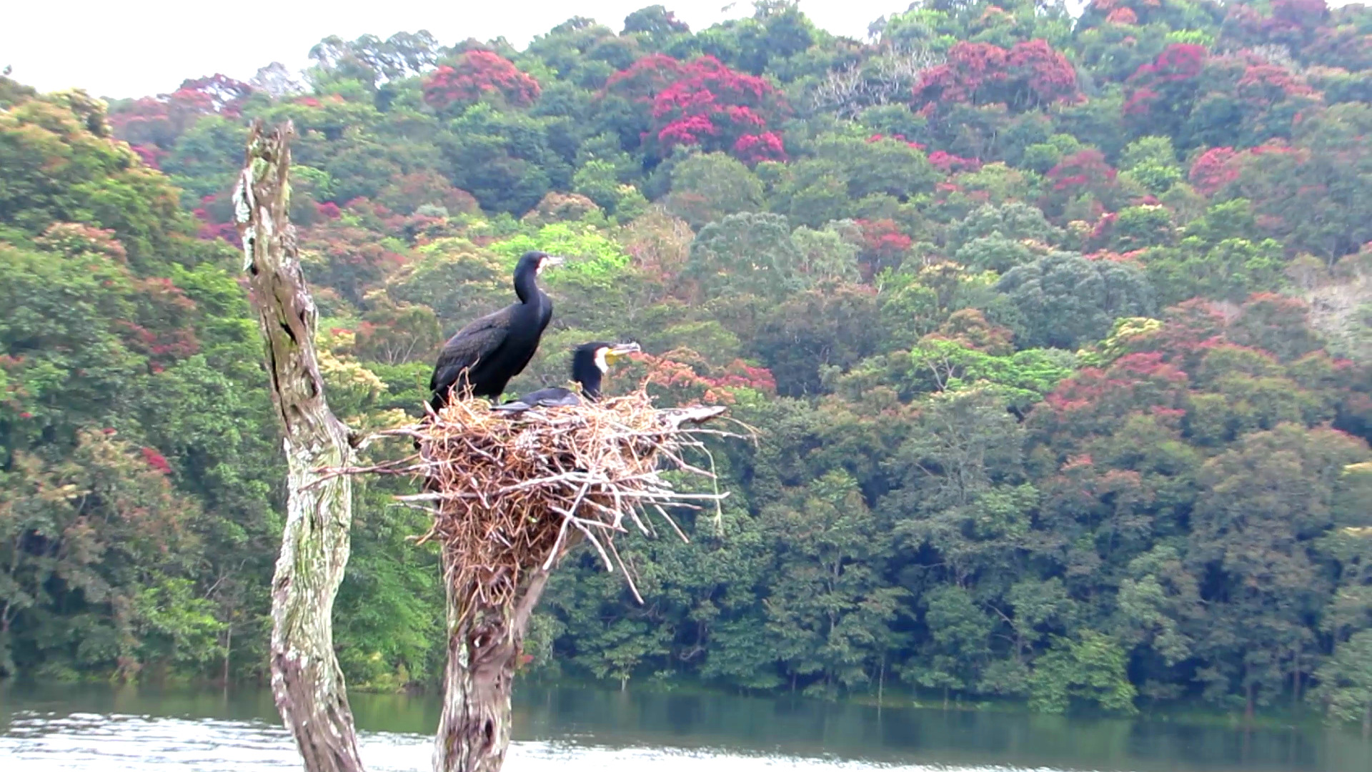 Great cormorants at a nest on a tree trunk above a lake