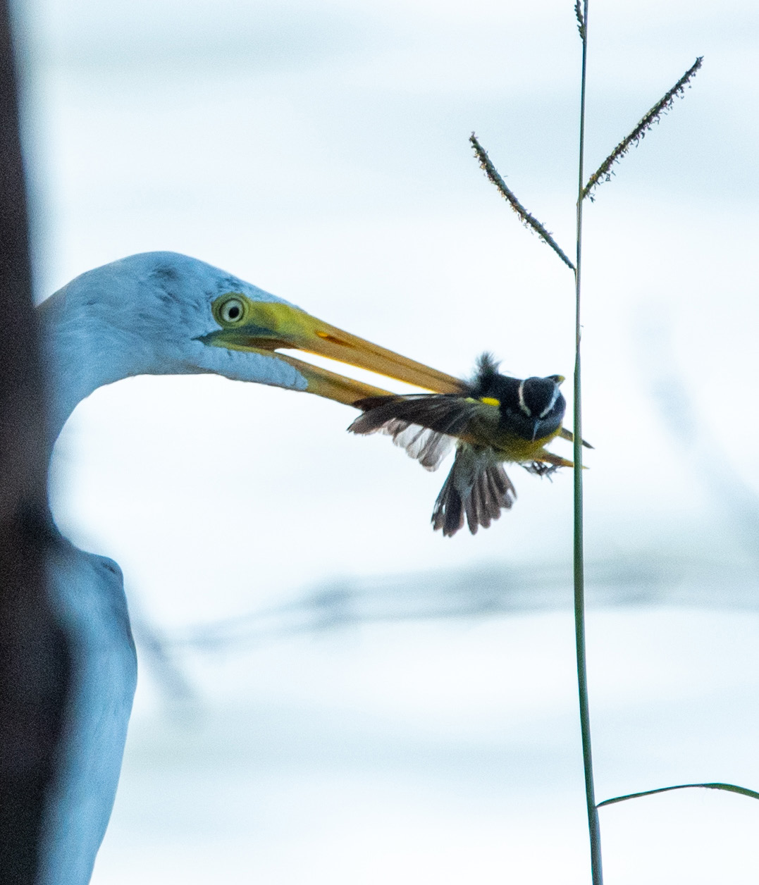 Great egret holding a bananaquit in its bill at Hatillo Reservoir