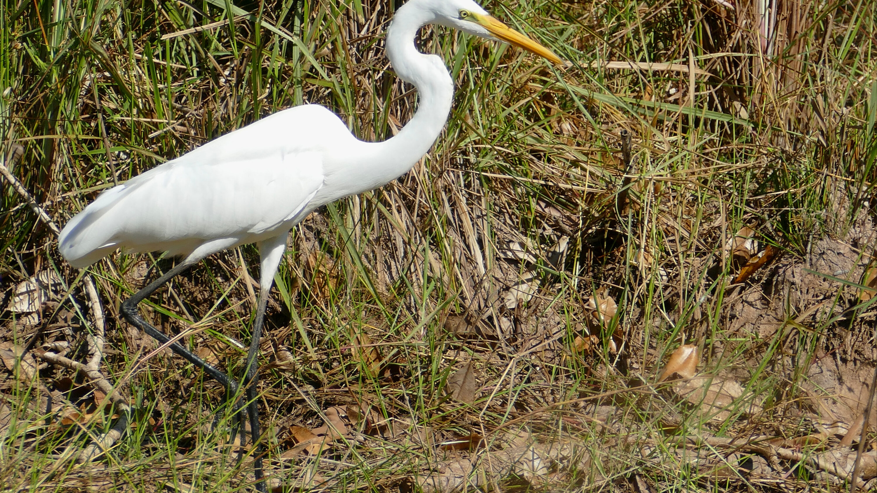 Great egret standing in wetland vegetation in Brazil
