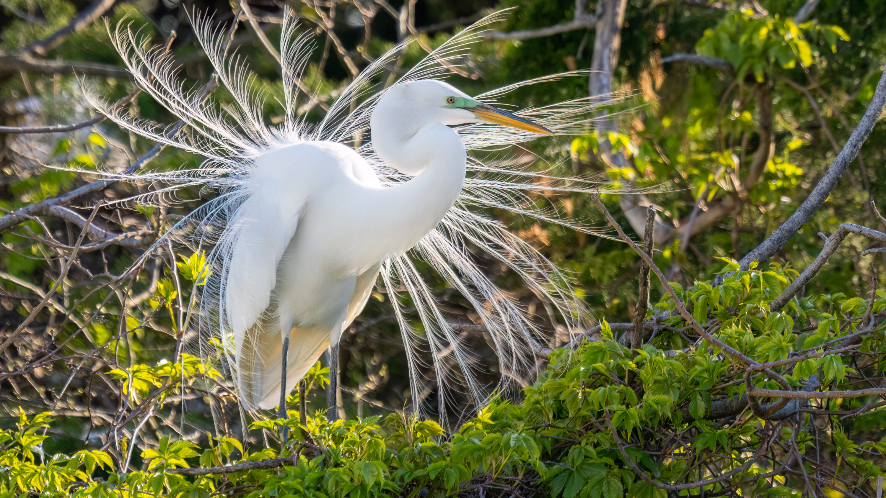 Great egret displaying breeding plumes on a nest in Ocean City, New Jersey