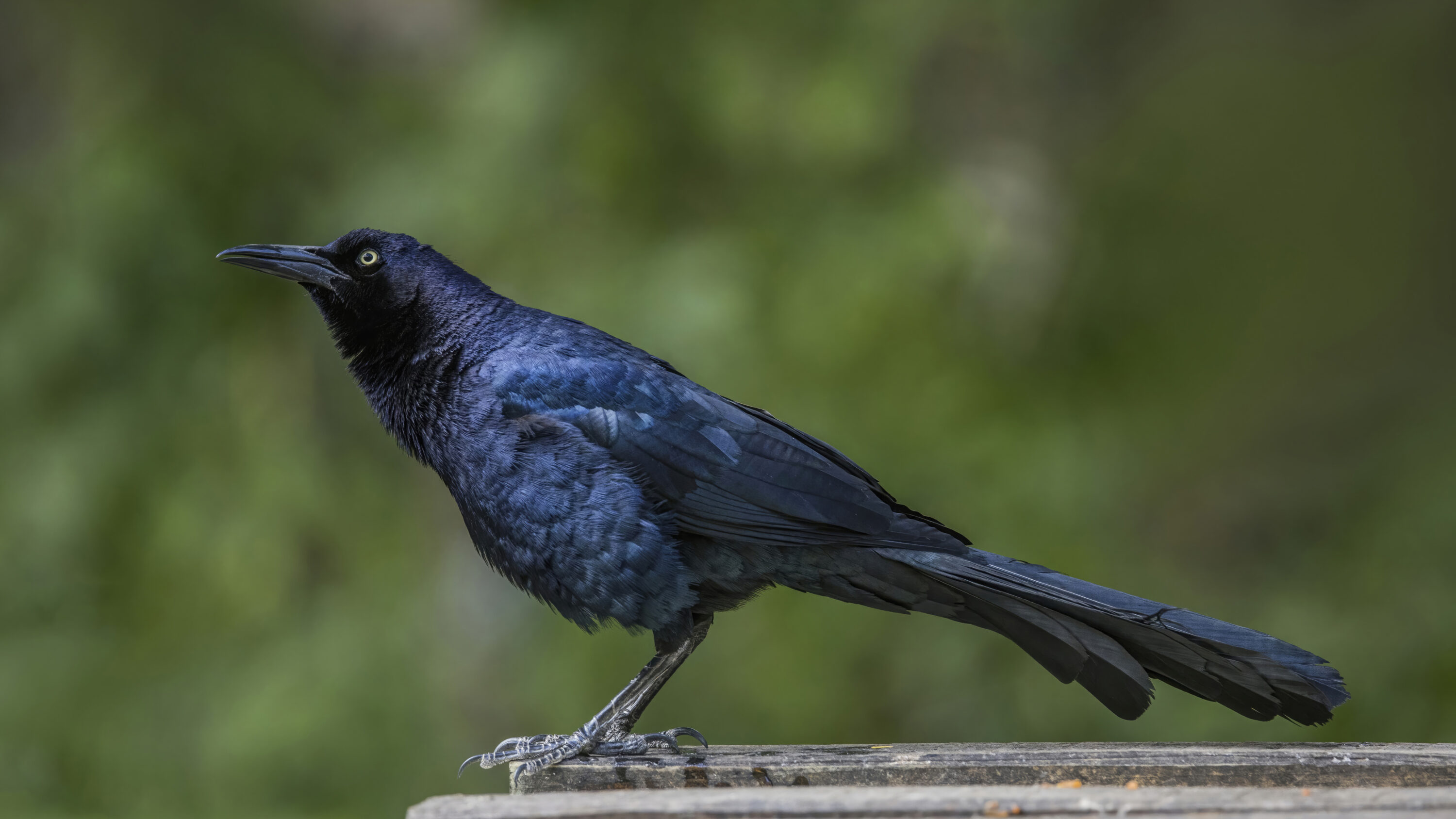 Male great-tailed grackle standing side-on at Copán, Honduras