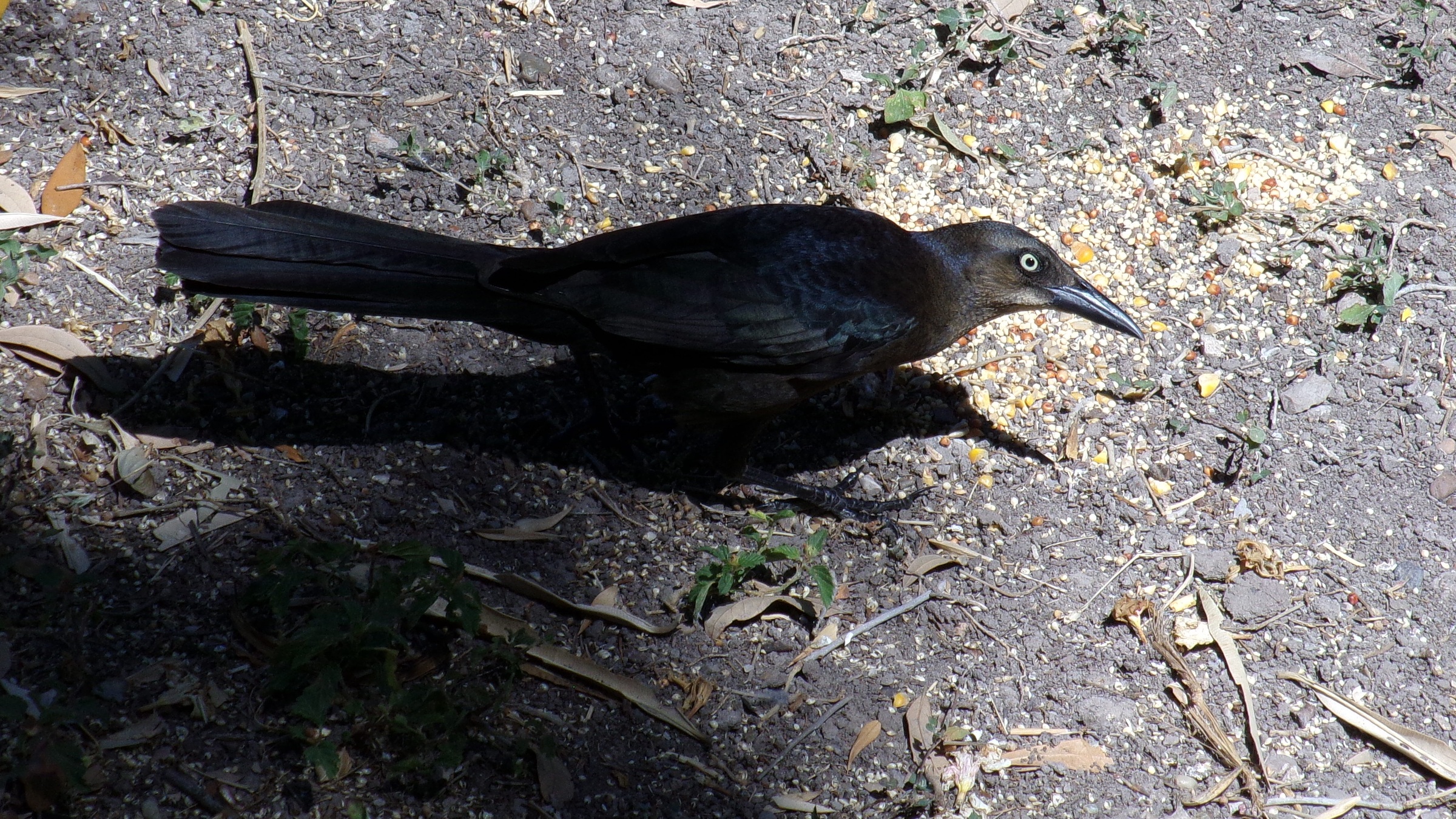 Great-tailed grackle feeding on scattered seeds on the ground