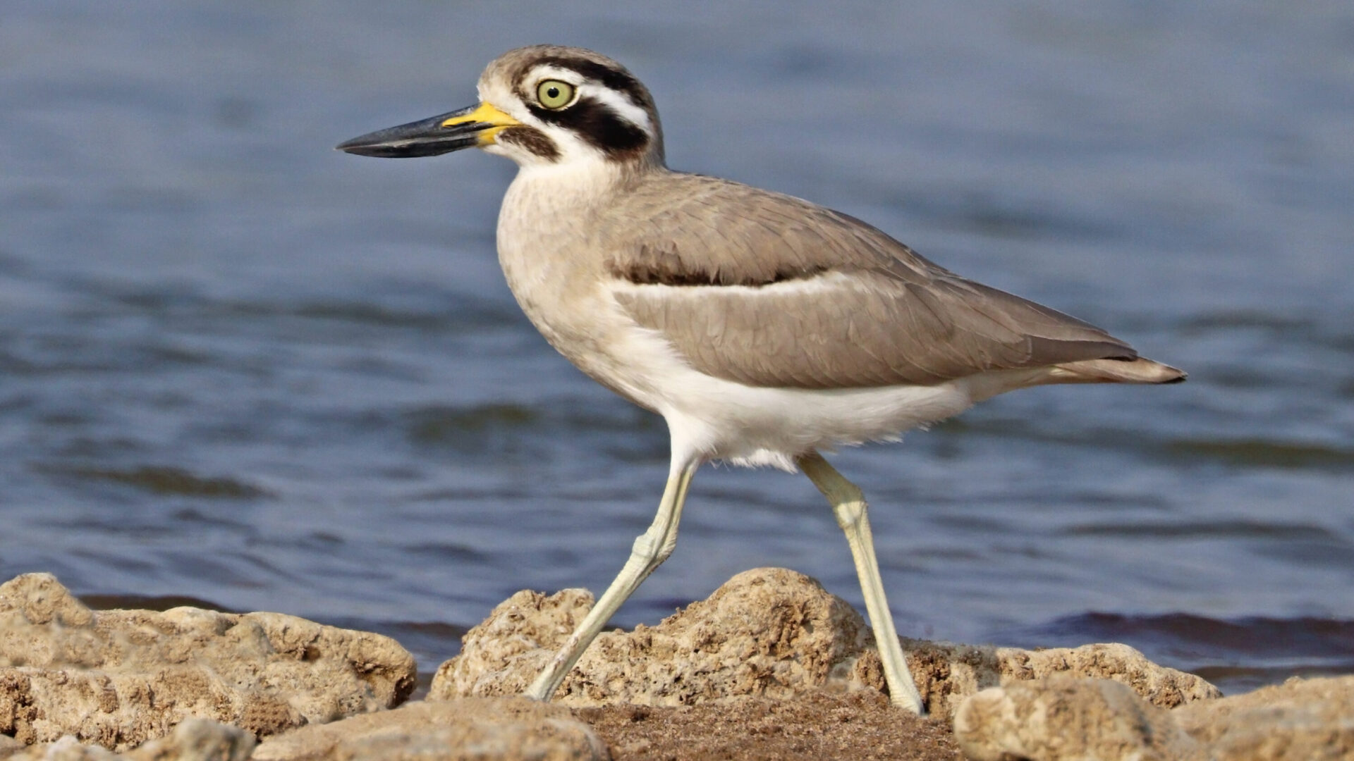 Great thick-knee walking along the edge of the Chambal River in India
