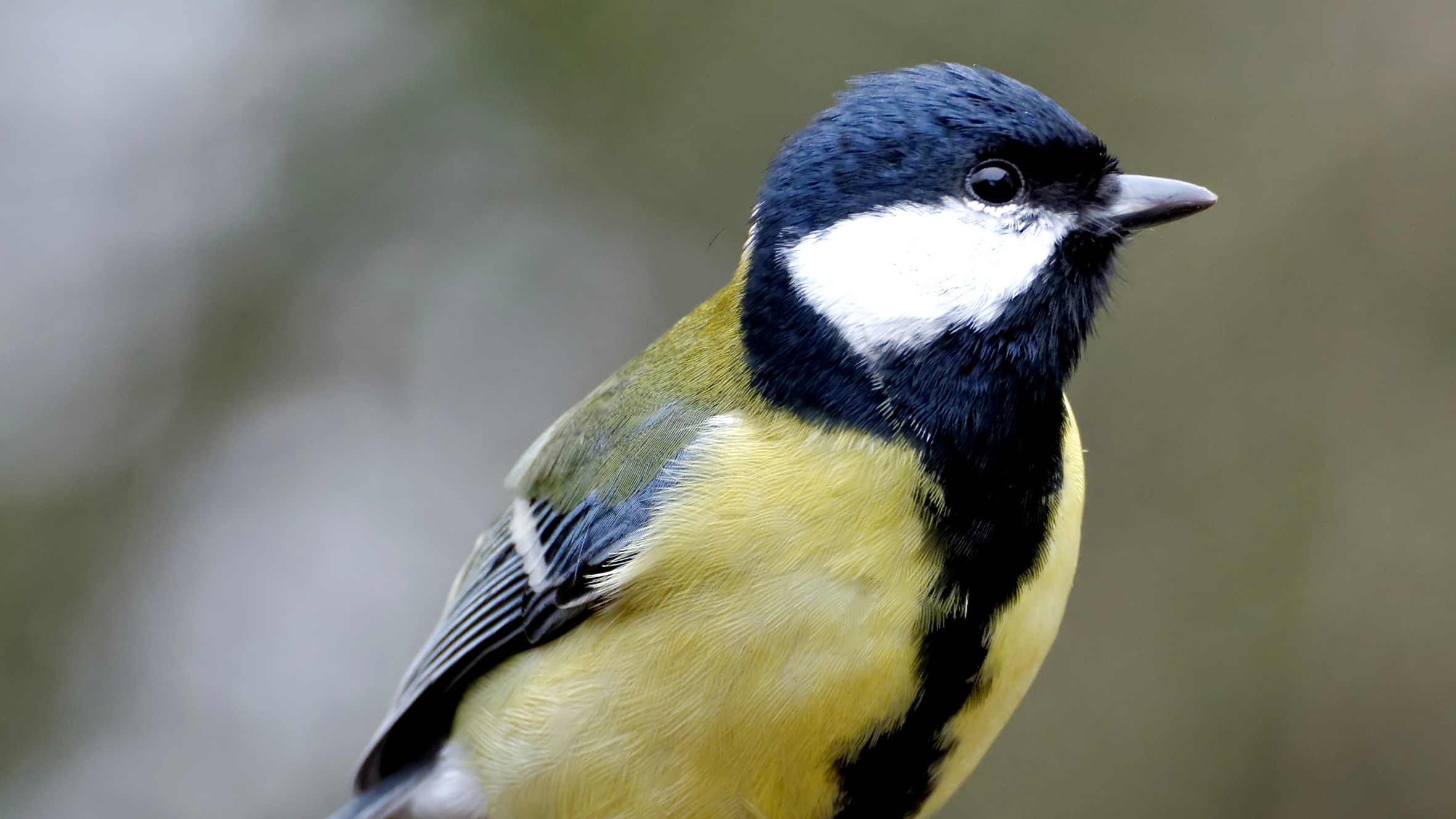 Great tit showing its yellow breast and black central stripe