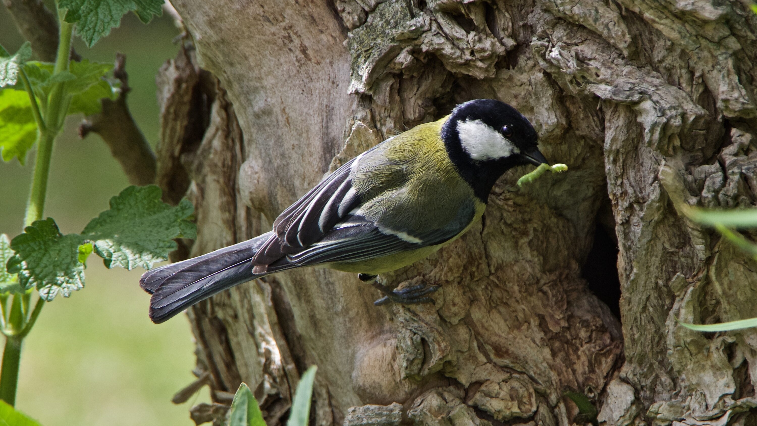 Great tit with a green caterpillar at the entrance to its breeding cavity
