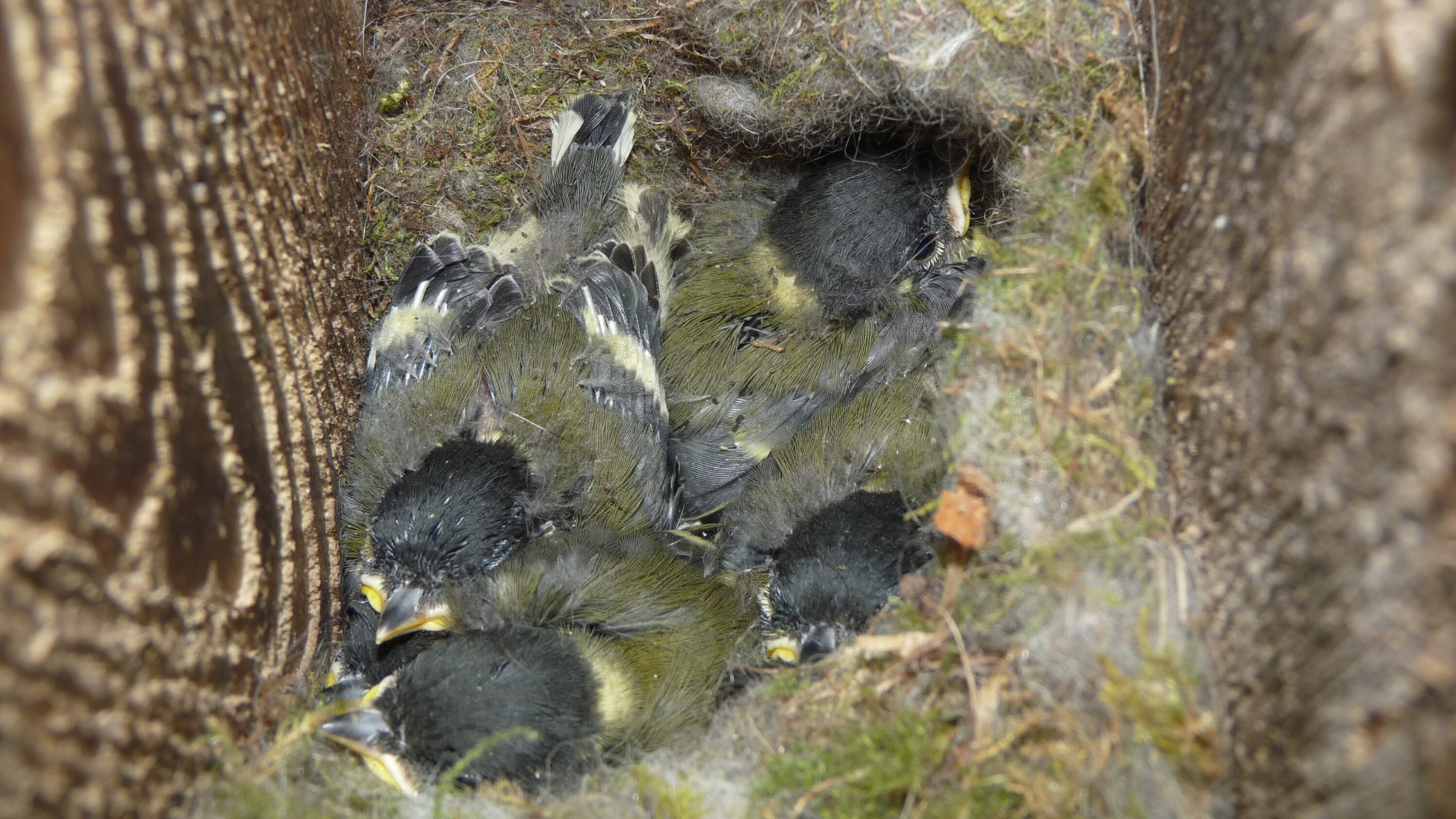 Great tit nestlings resting together in a wooden nest box