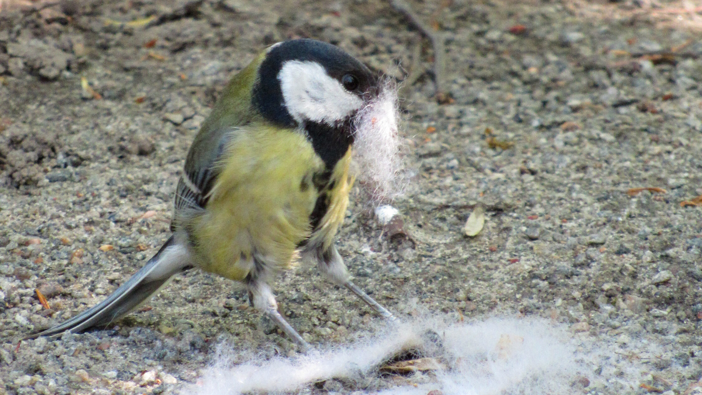 Great tit collecting nest material