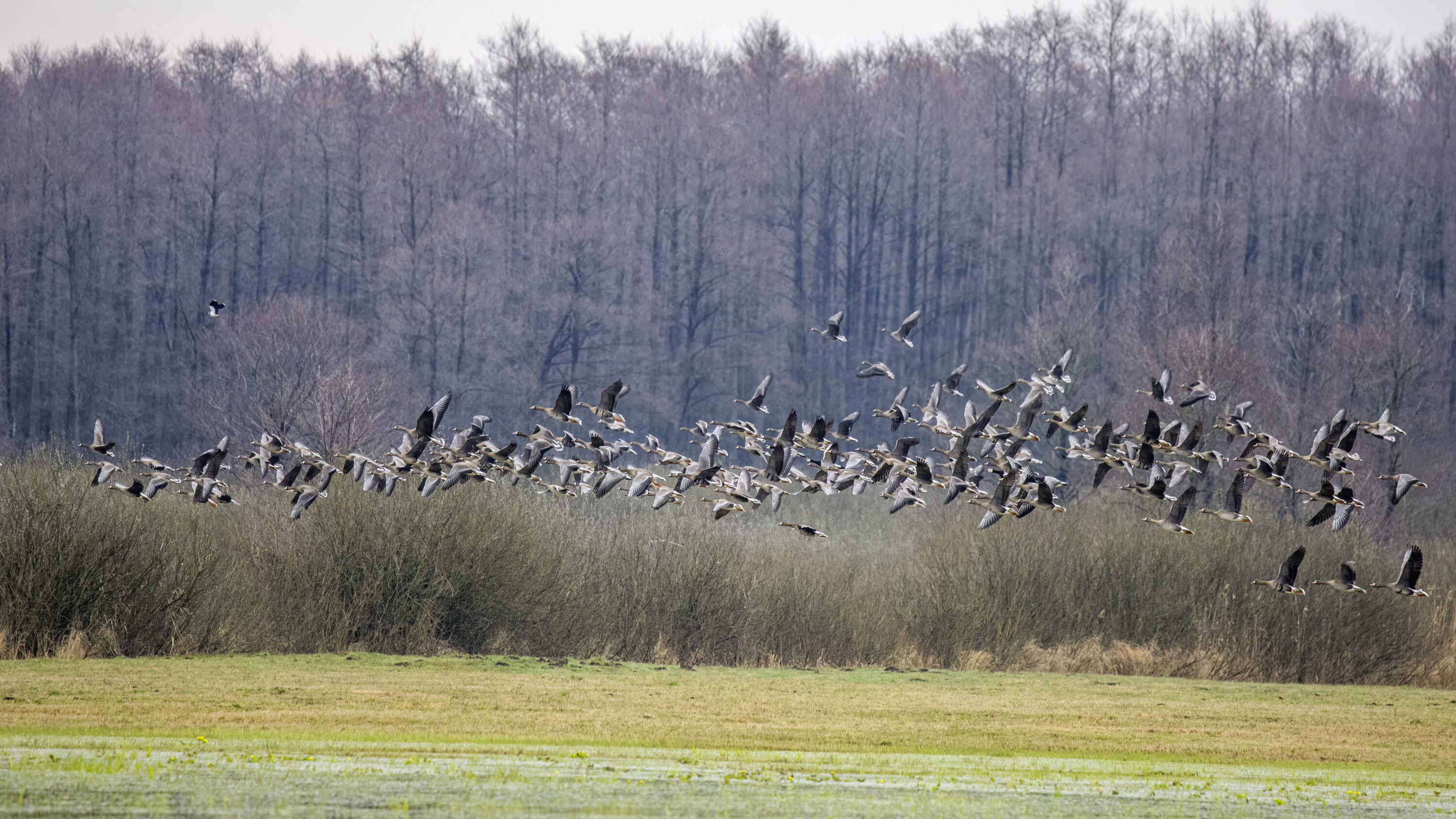 A flock of greater white-fronted geese flying over a wetland at Biebrza, Poland.