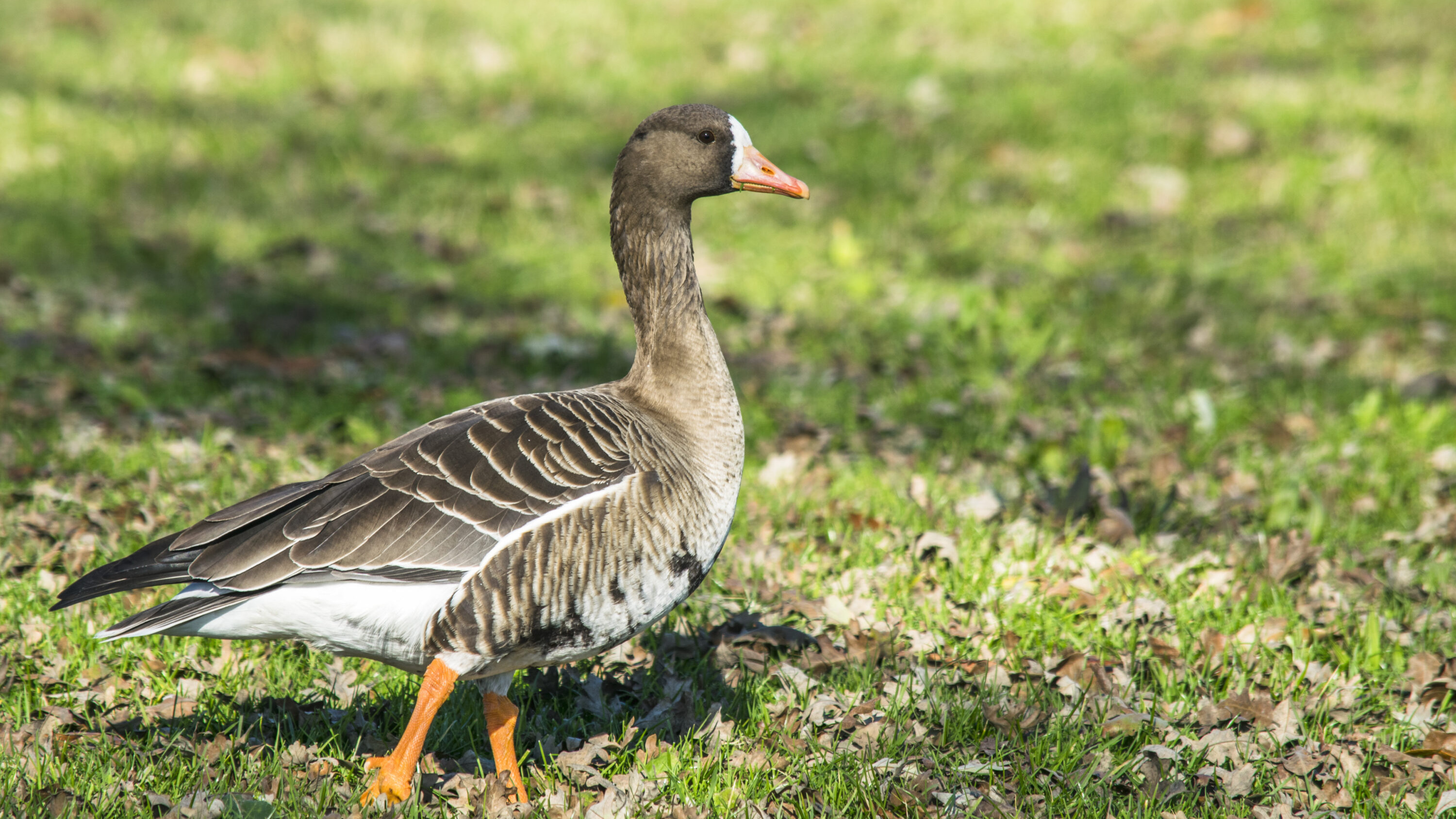 Greater white-fronted goose standing in shallow habitat