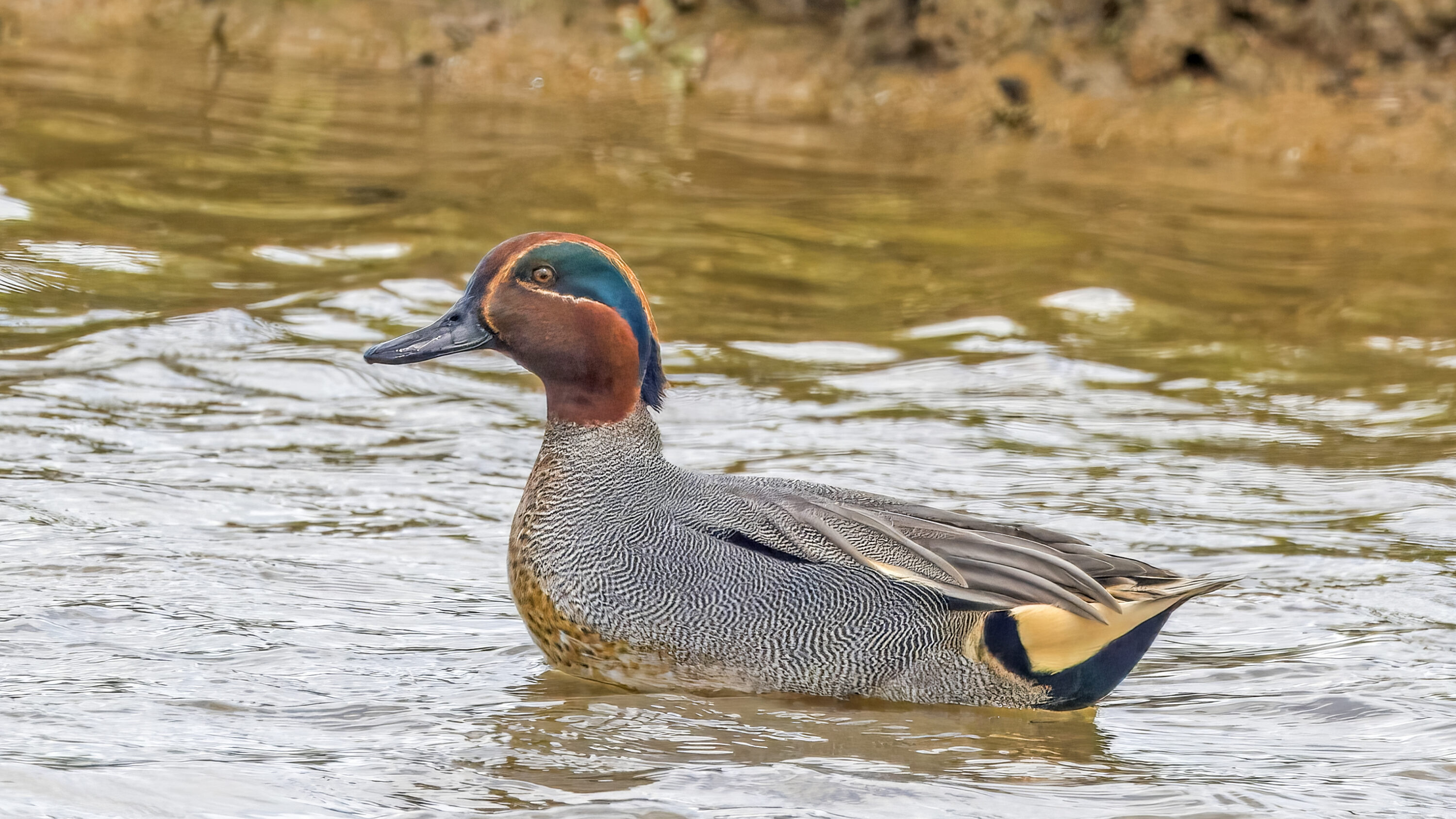 Male Green-winged Teal swimming on open water