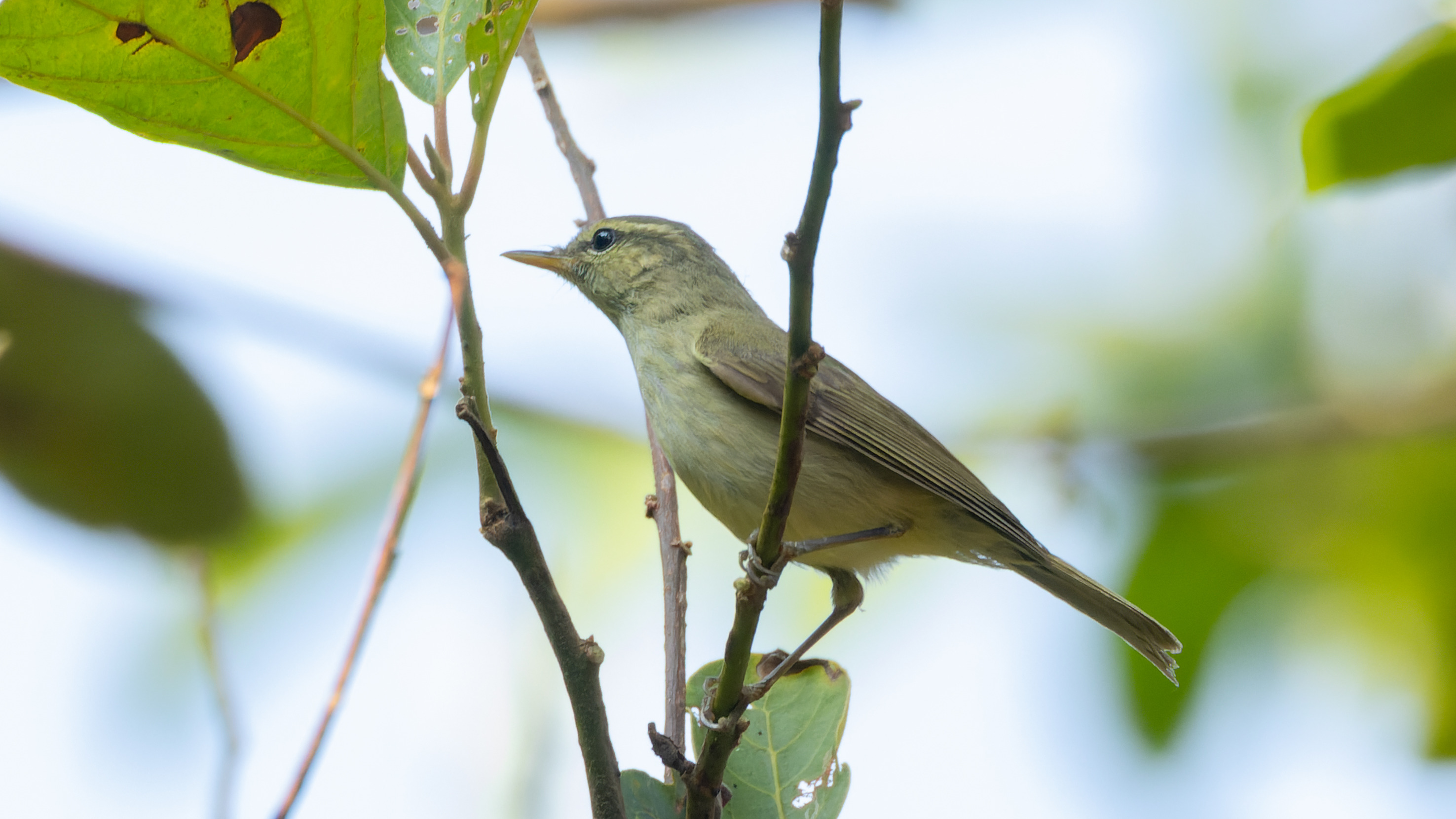 Greenish Warbler perched among leaves in Kuldiha Wildlife Sanctuary, India