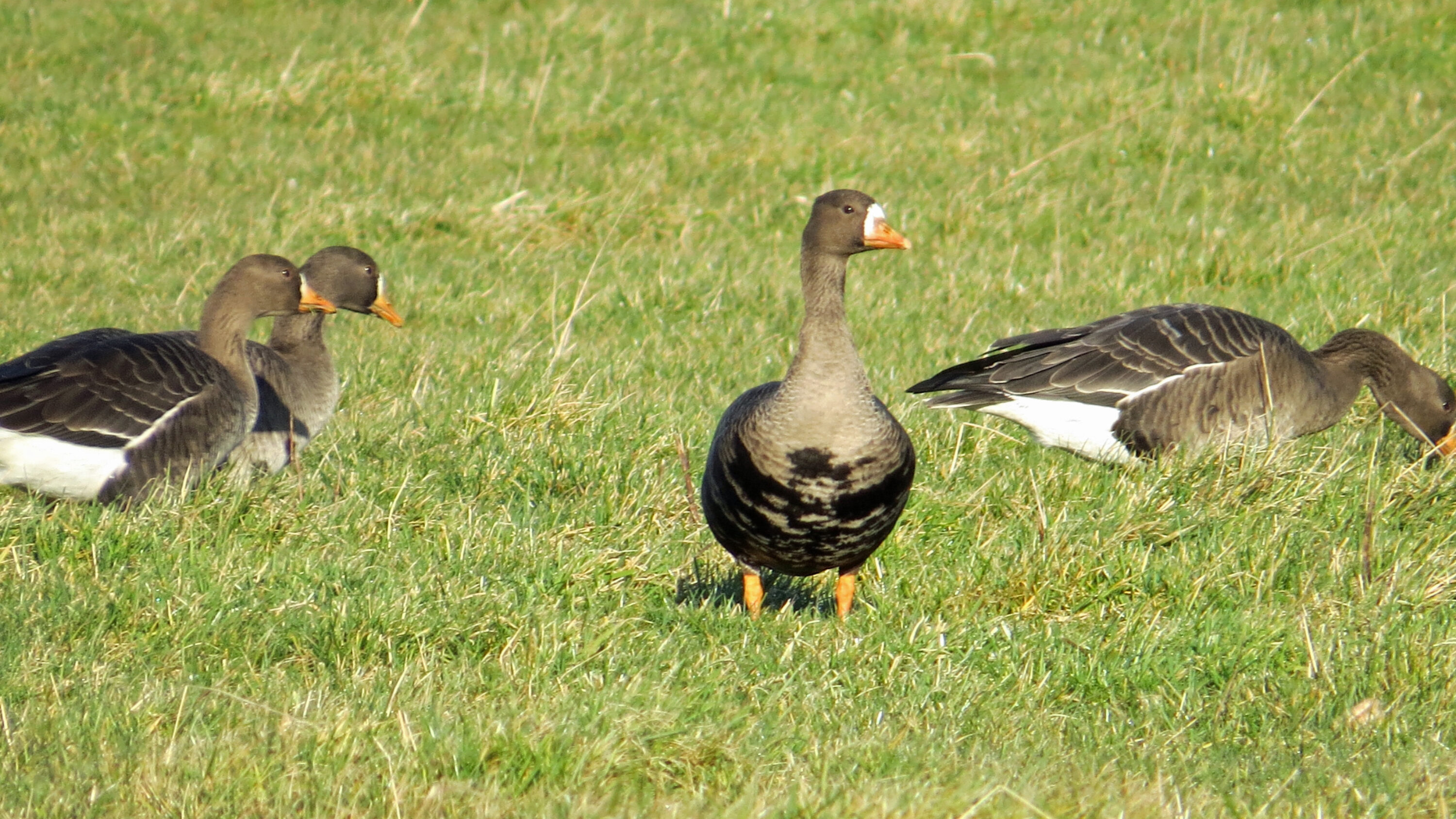 Greenland white-fronted goose standing on grass at Big Waters Nature Reserve, United Kingdom.