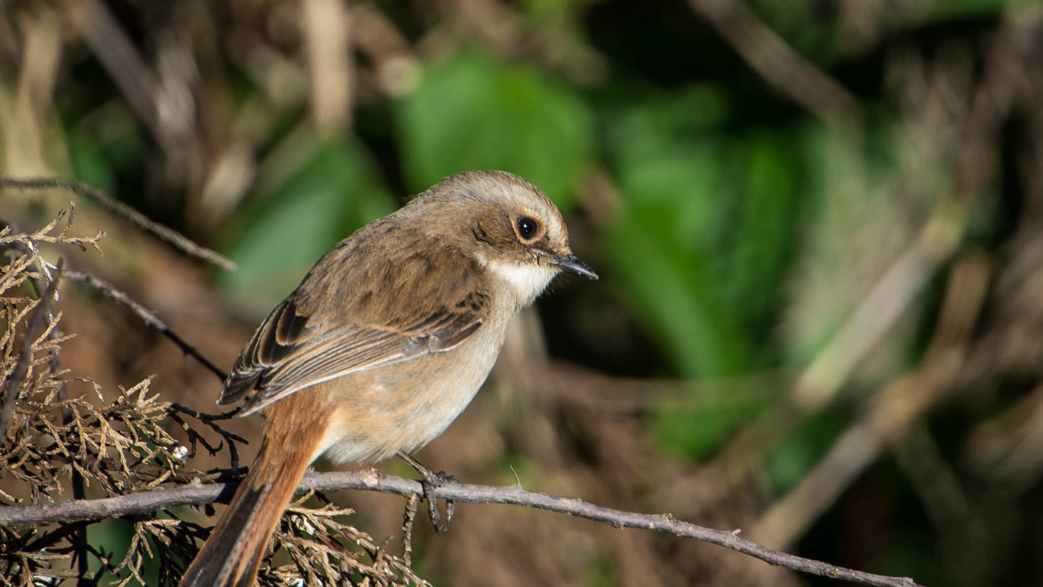 Female grey bushchat perched on a branch