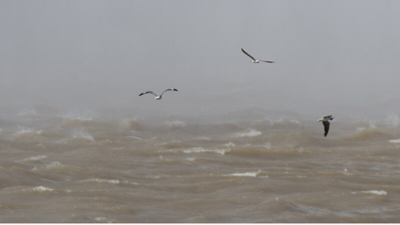 Grey-headed Gull flying low over turbulent water below overflowing Gariep Dam