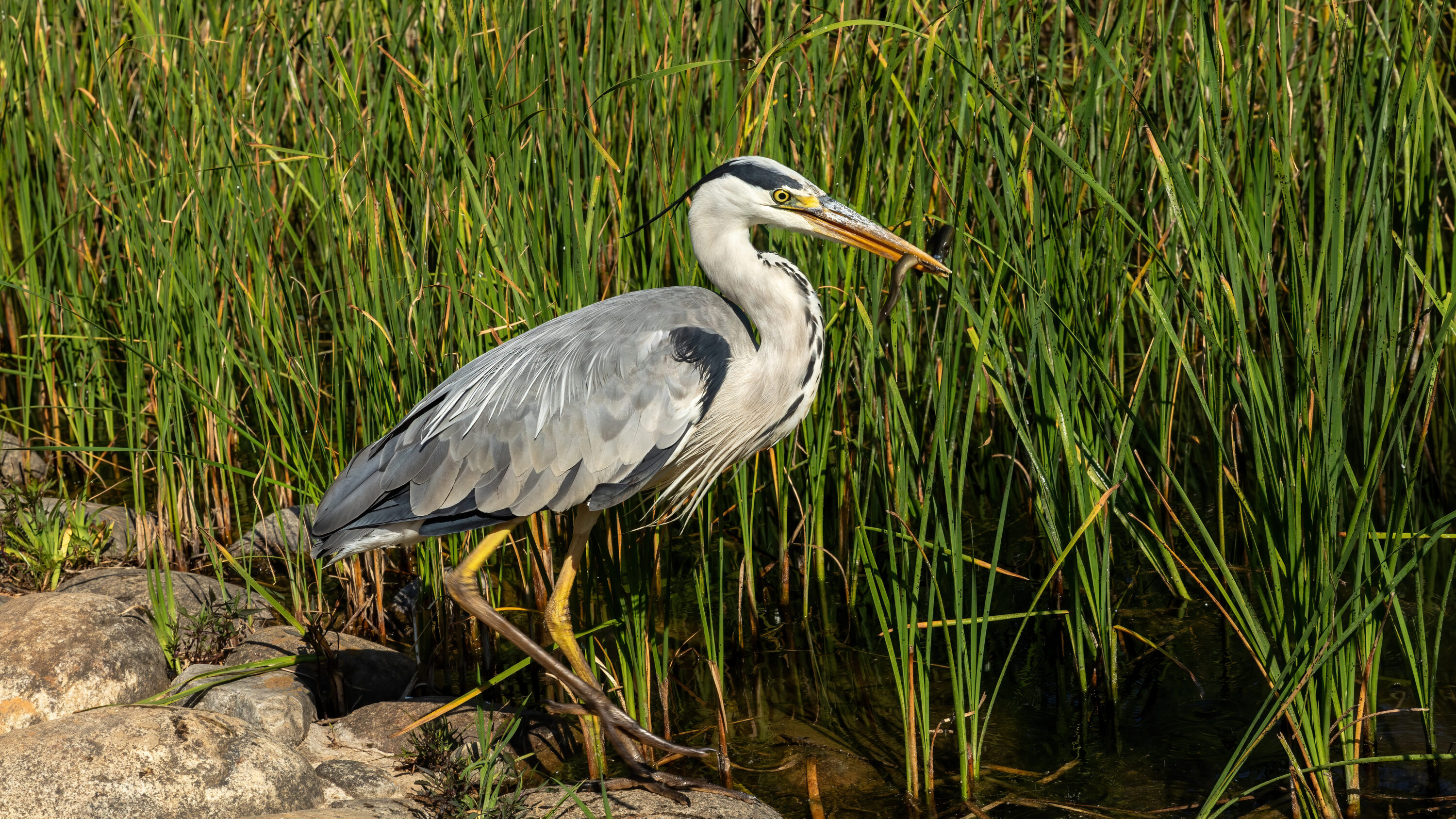 Wild grey heron eating fish near an urban park pond in Busan, South Korea