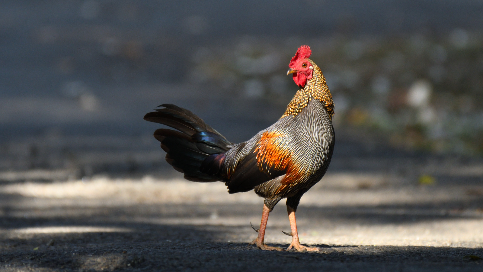 Grey junglefowl male in India