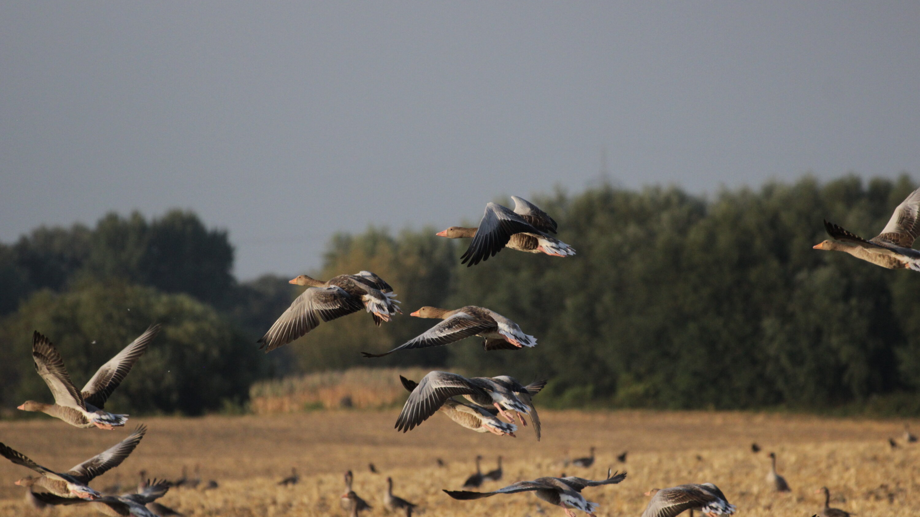 Greylag geese flying above a field