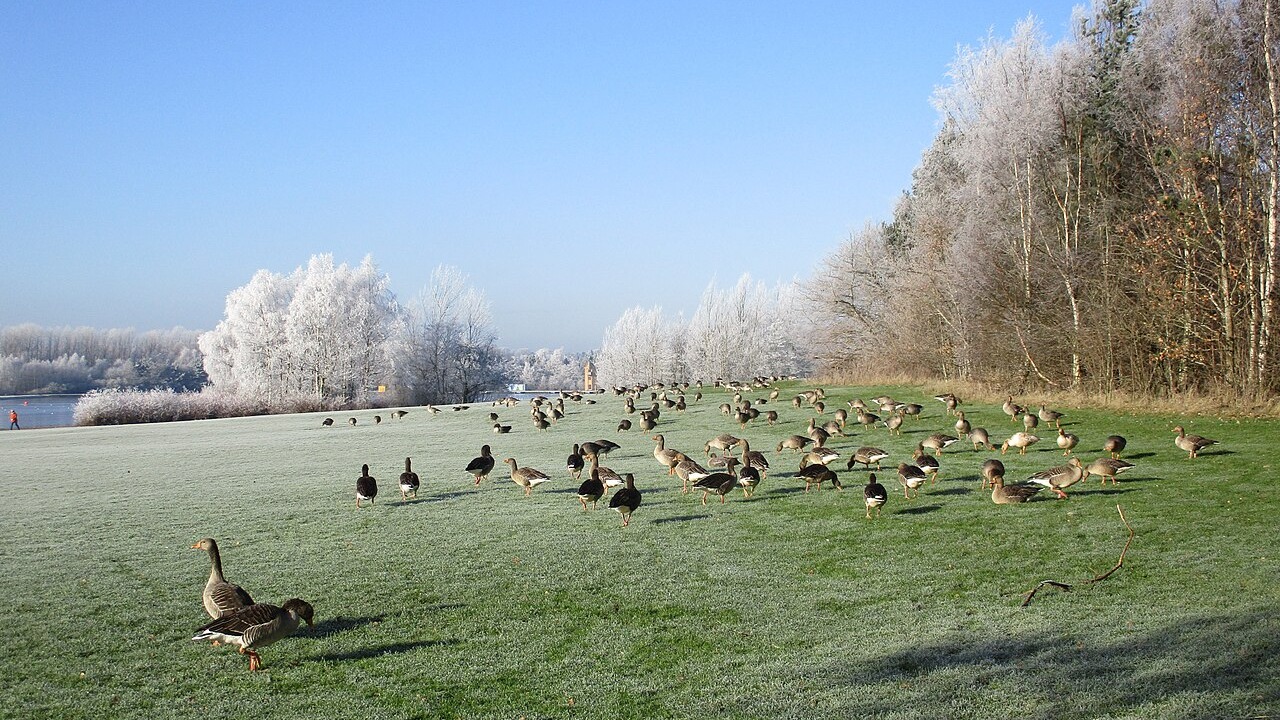 A flock of greylag geese grazing in Strathclyde Park, Scotland