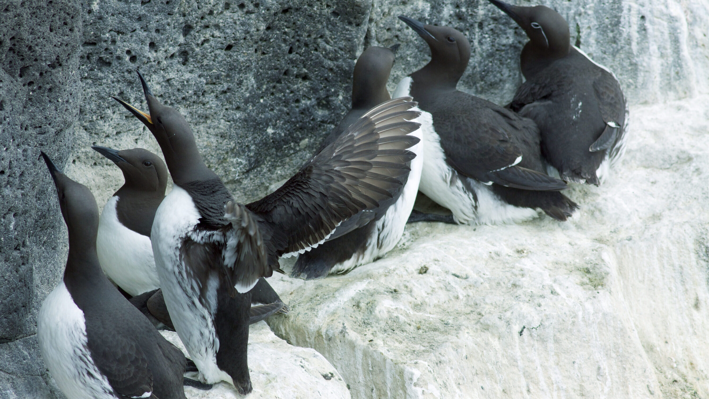Common guillemots with a thick-billed guillemot at Reykjanes, Iceland