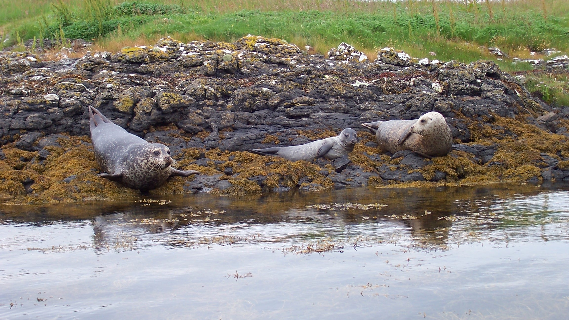 Two adult harbour seals and a pup resting on a rocky shore