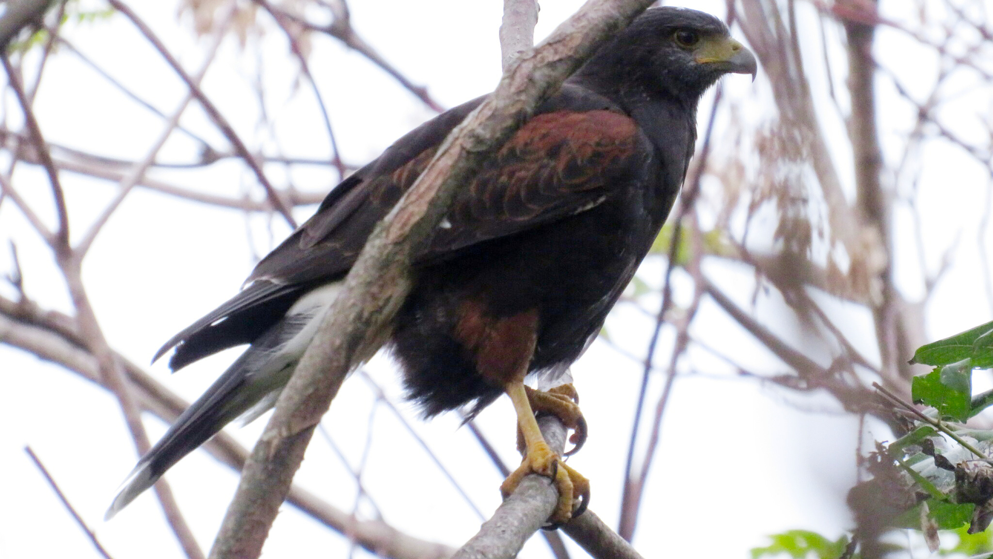Harris's hawk perched in Buenos Aires, Argentina