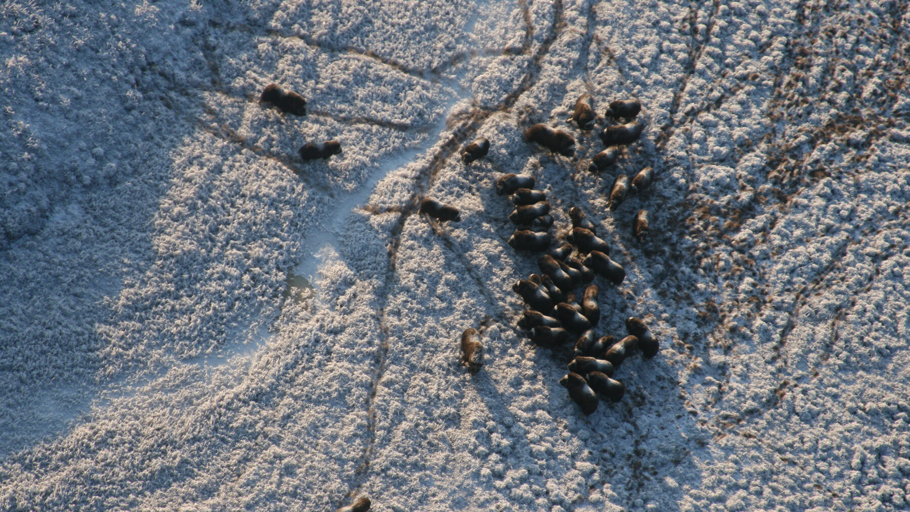 A herd of muskox in Bering Land Bridge National Preserve