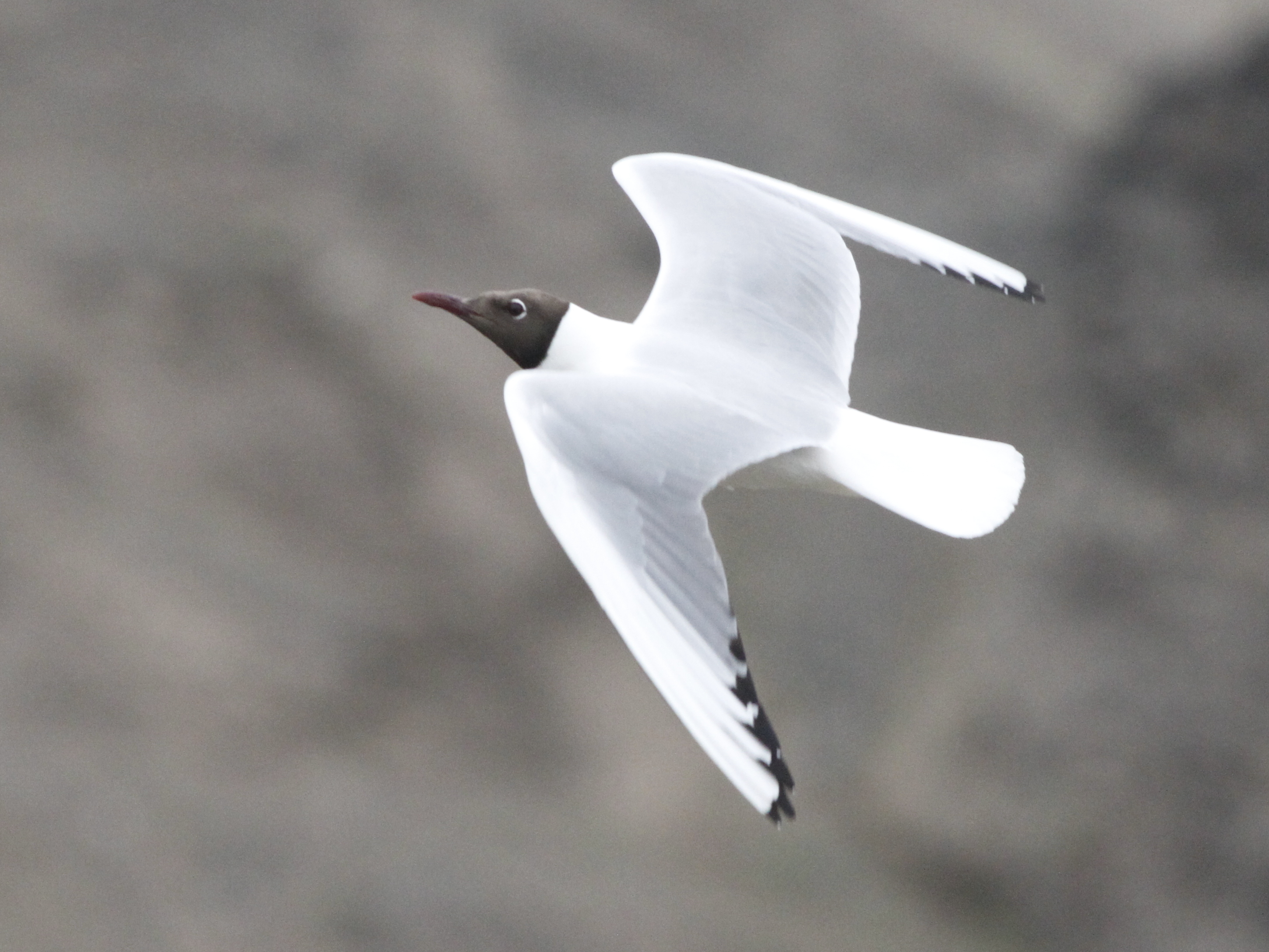 Black-headed gull in breeding plumage flying