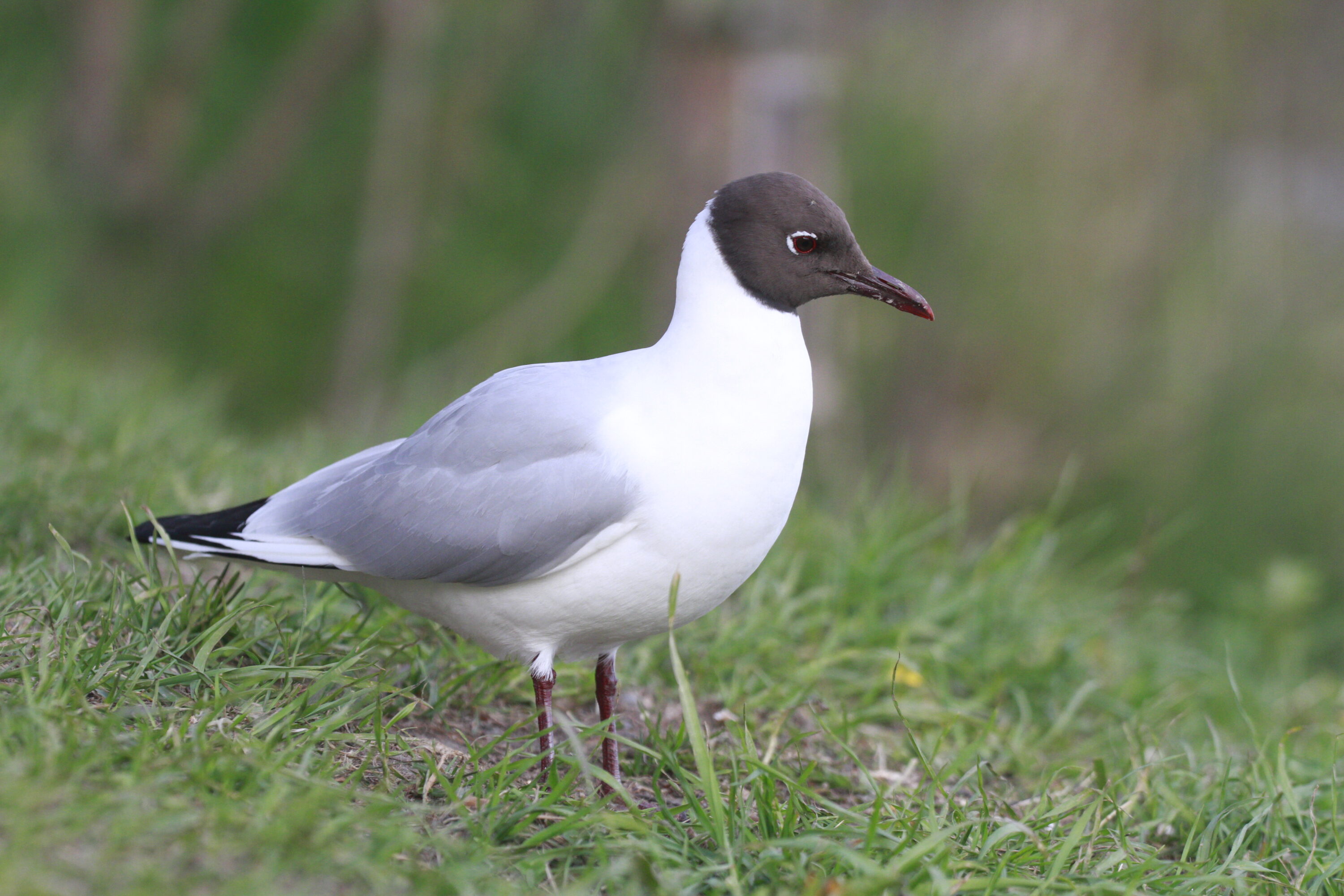 Black-headed gull in breeding plumage standing on grass