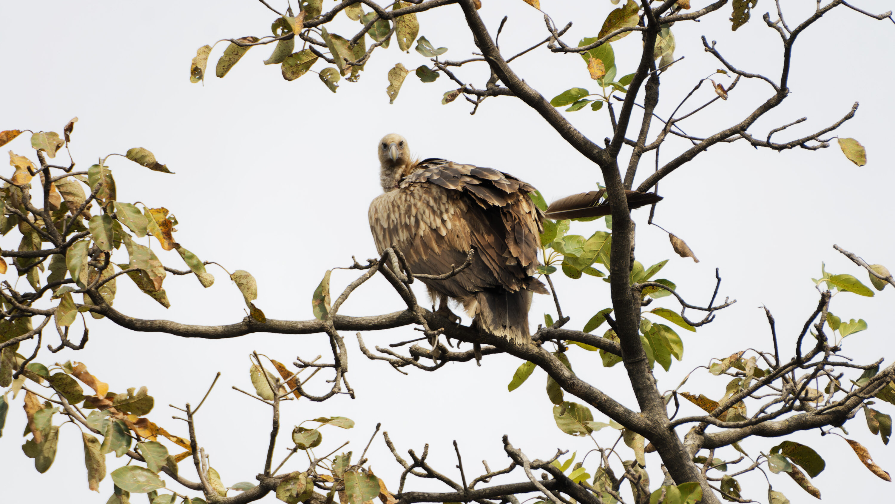 Himalayan Griffon perched in Uttarakhand, India