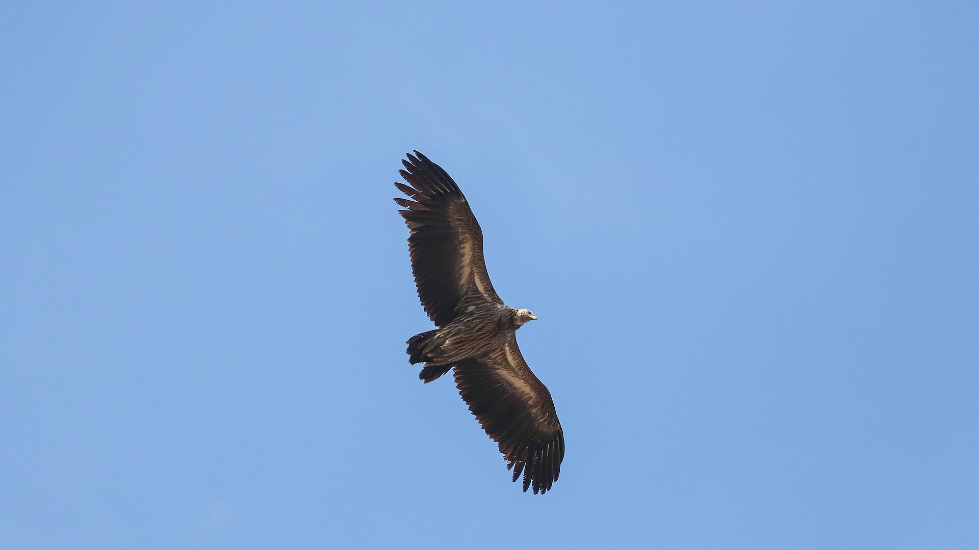 Himalayan griffon in flight against a blue sky in Shivapuri National Park, Nepal.