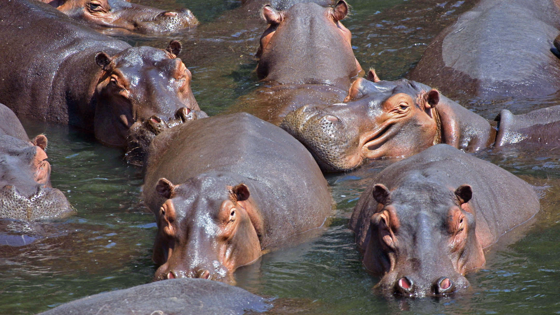 Group of wild common hippopotamuses resting together in water