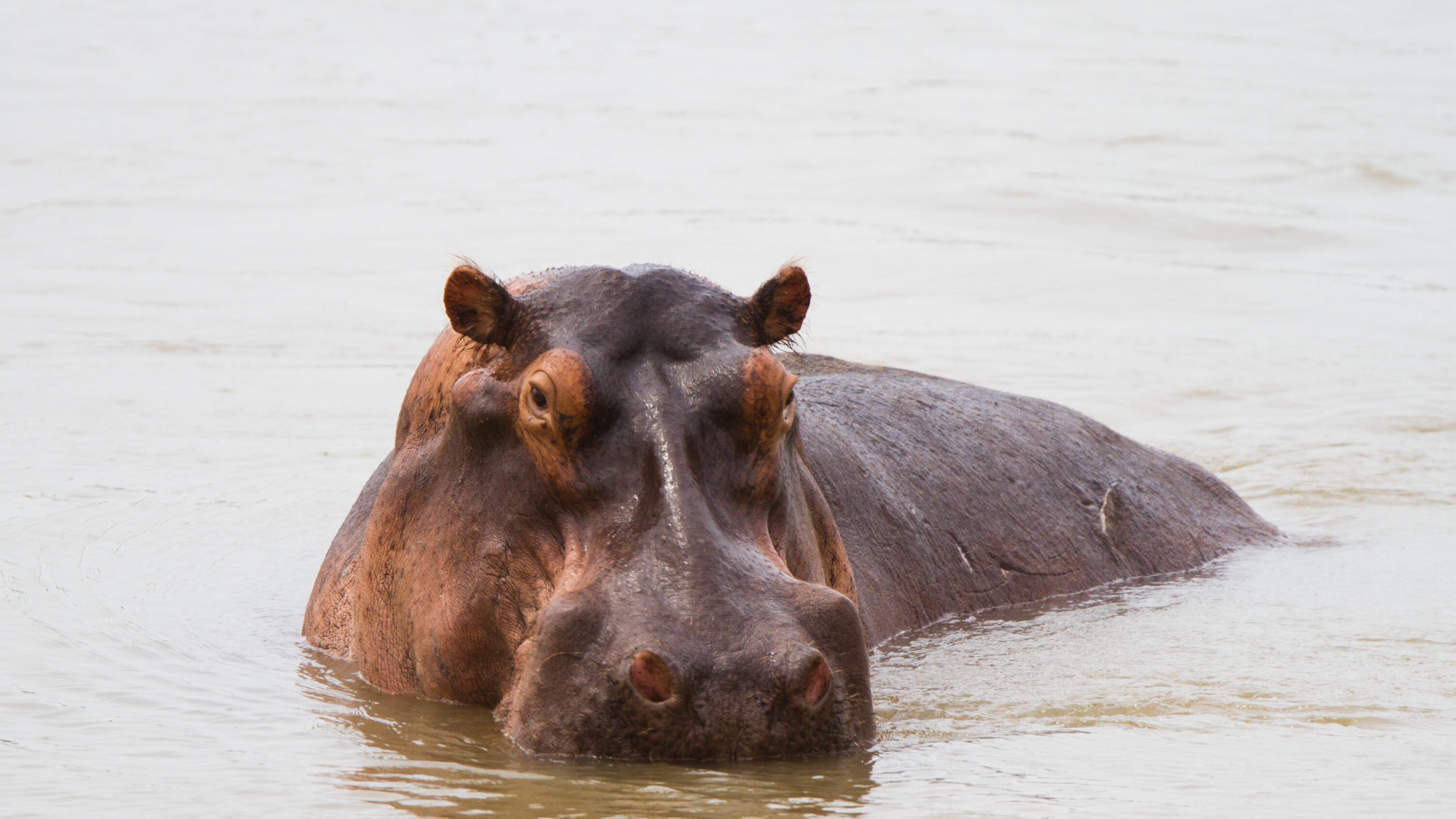 Wild common hippopotamus in water in South Luangwa National Park, Zambia