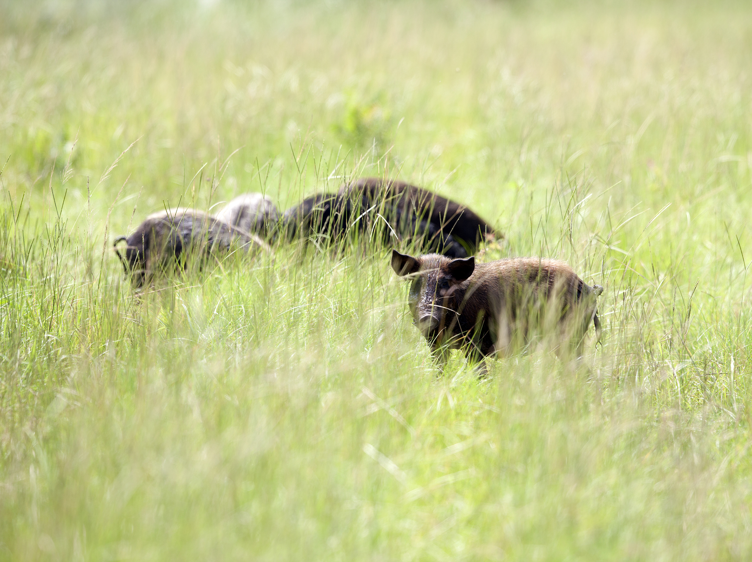 Feral hogs in a grassy field at Big Lake National Wildlife Refuge, Arkansas