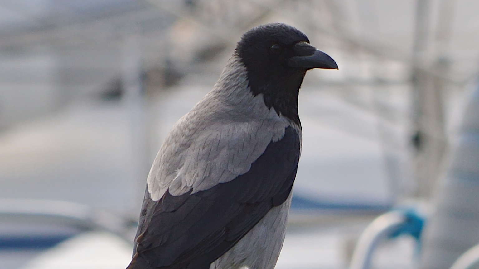 Hooded-form carrion crow in Lido di Ostia, Rome, Italy