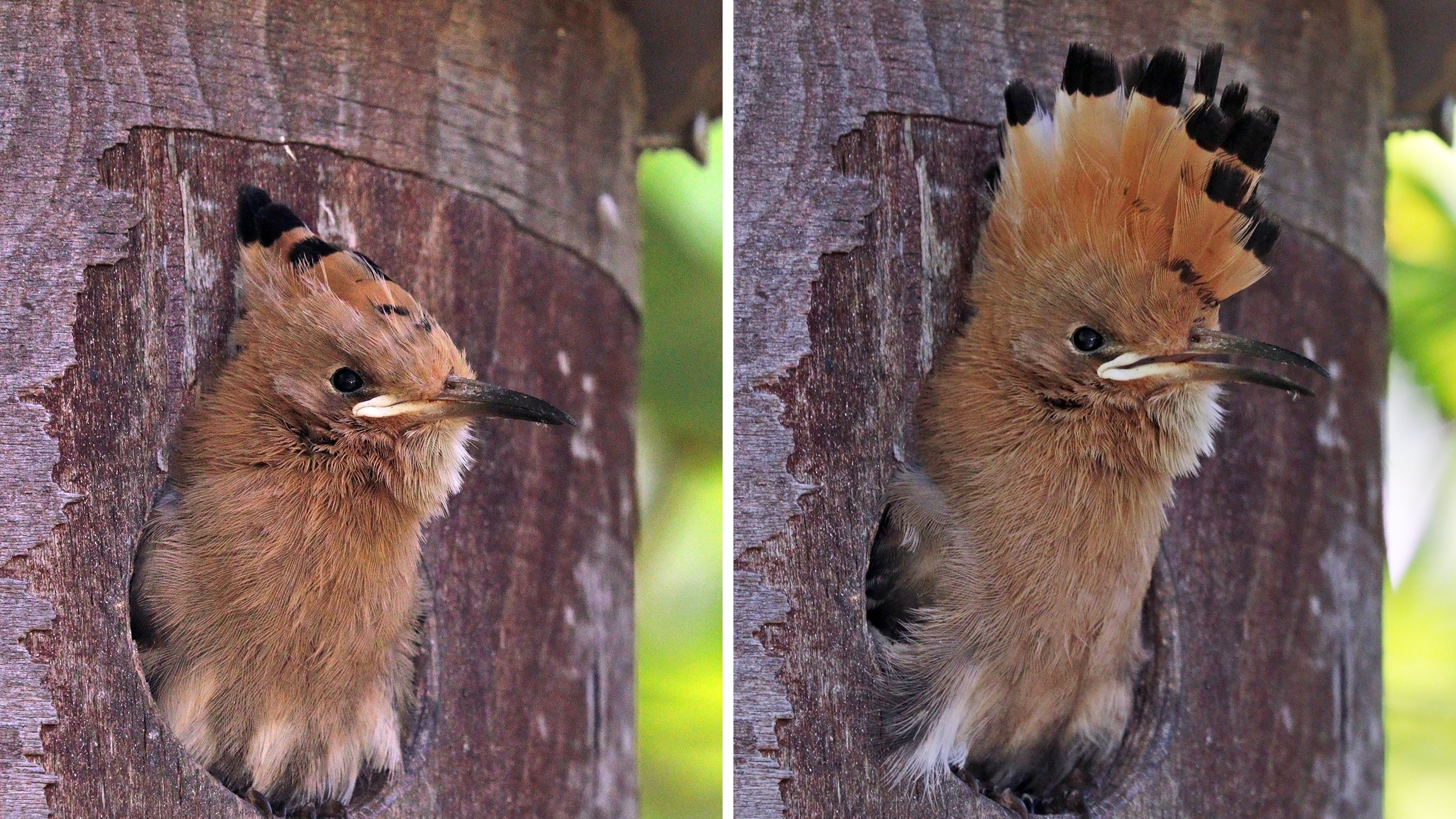 Two photographs of a juvenile Eurasian hoopoe at a nest-box entrance