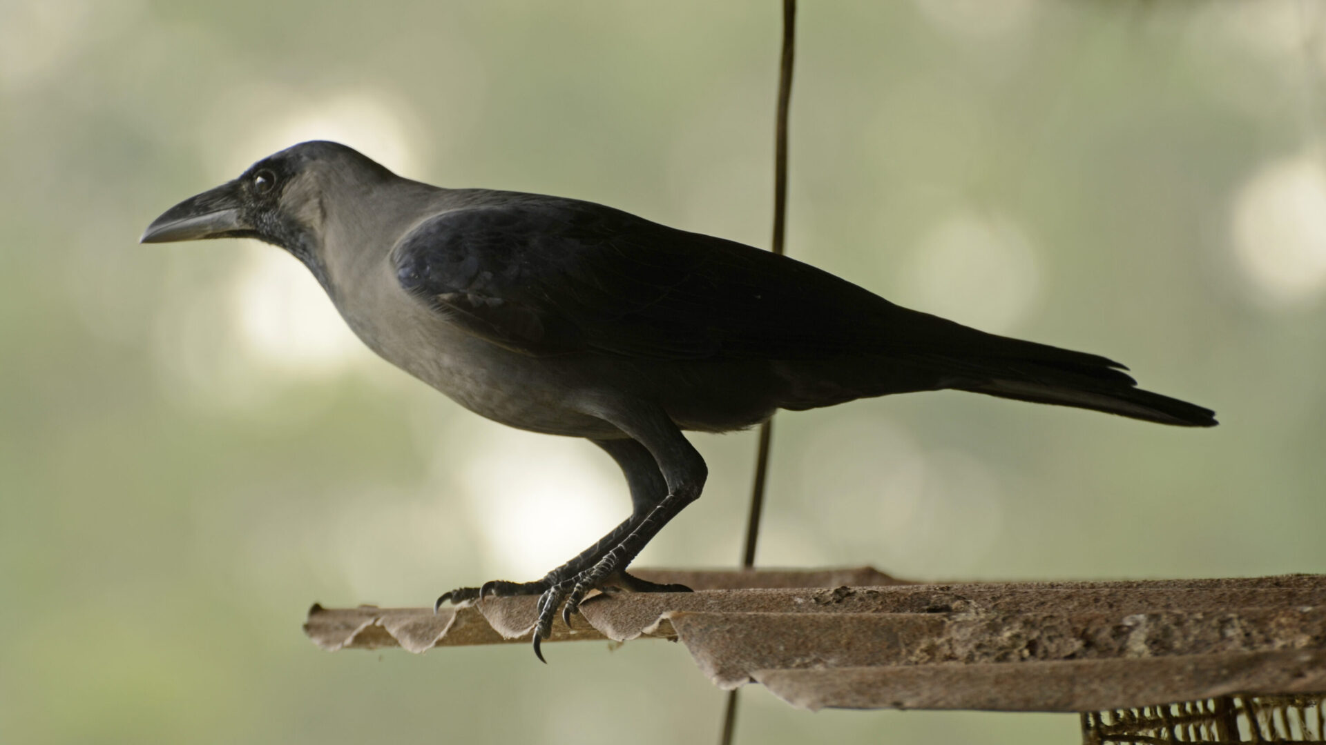 House crow perched in the Anamalai Hills, India