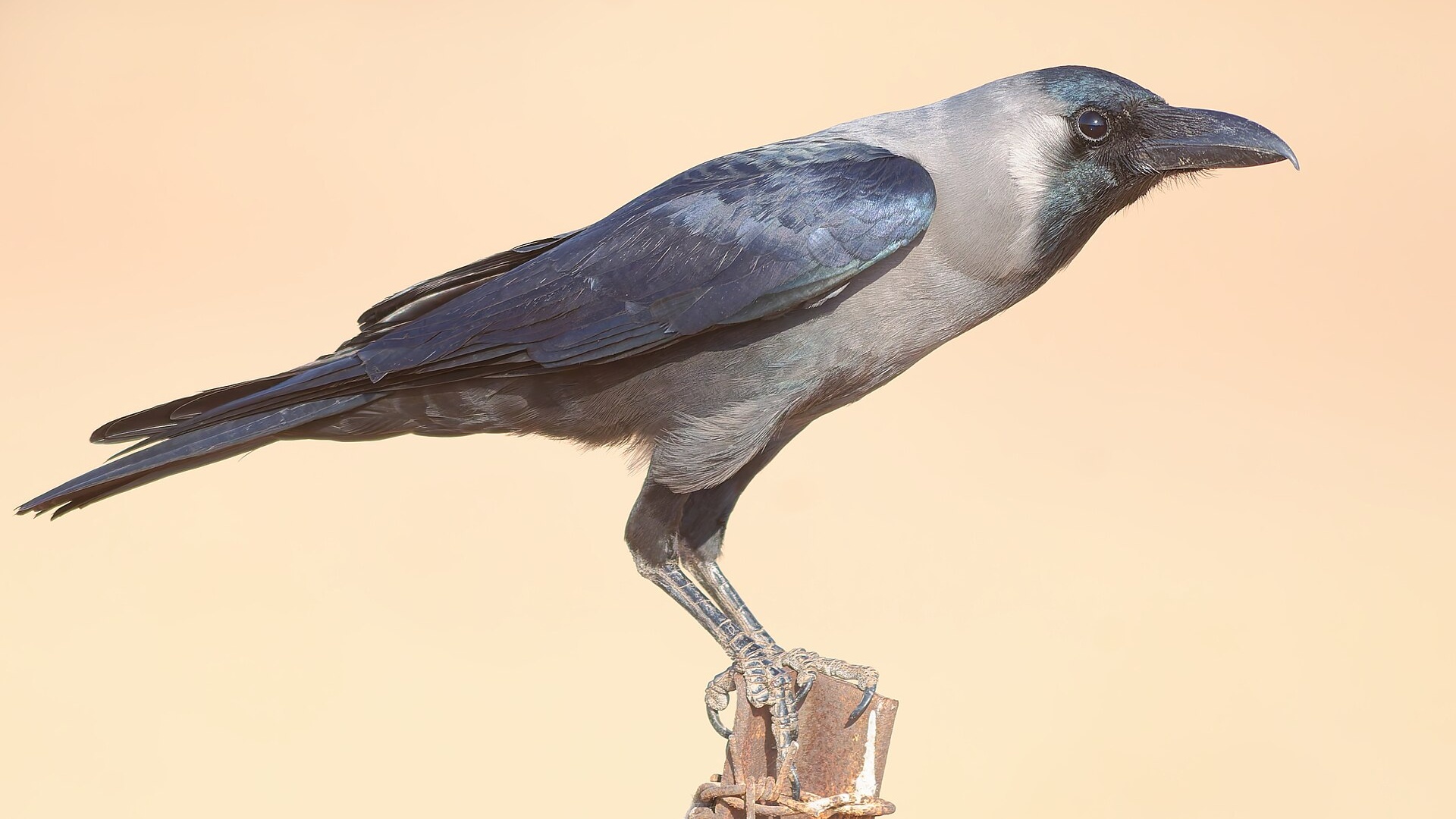 House crow perched on a metal post